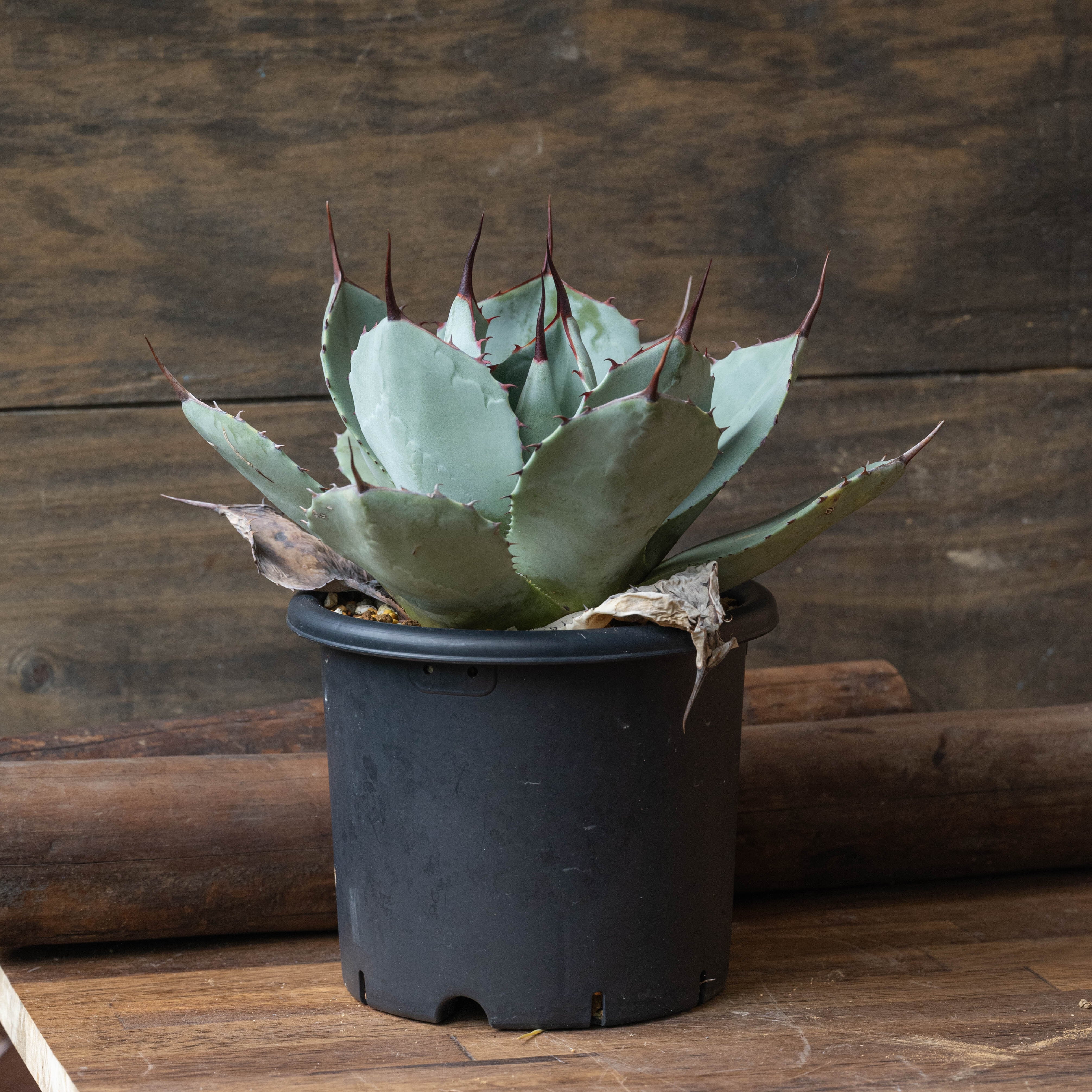 鉢ごと発送アガベ パリー トランカータ オリザバ OC 屋外管理株 US美