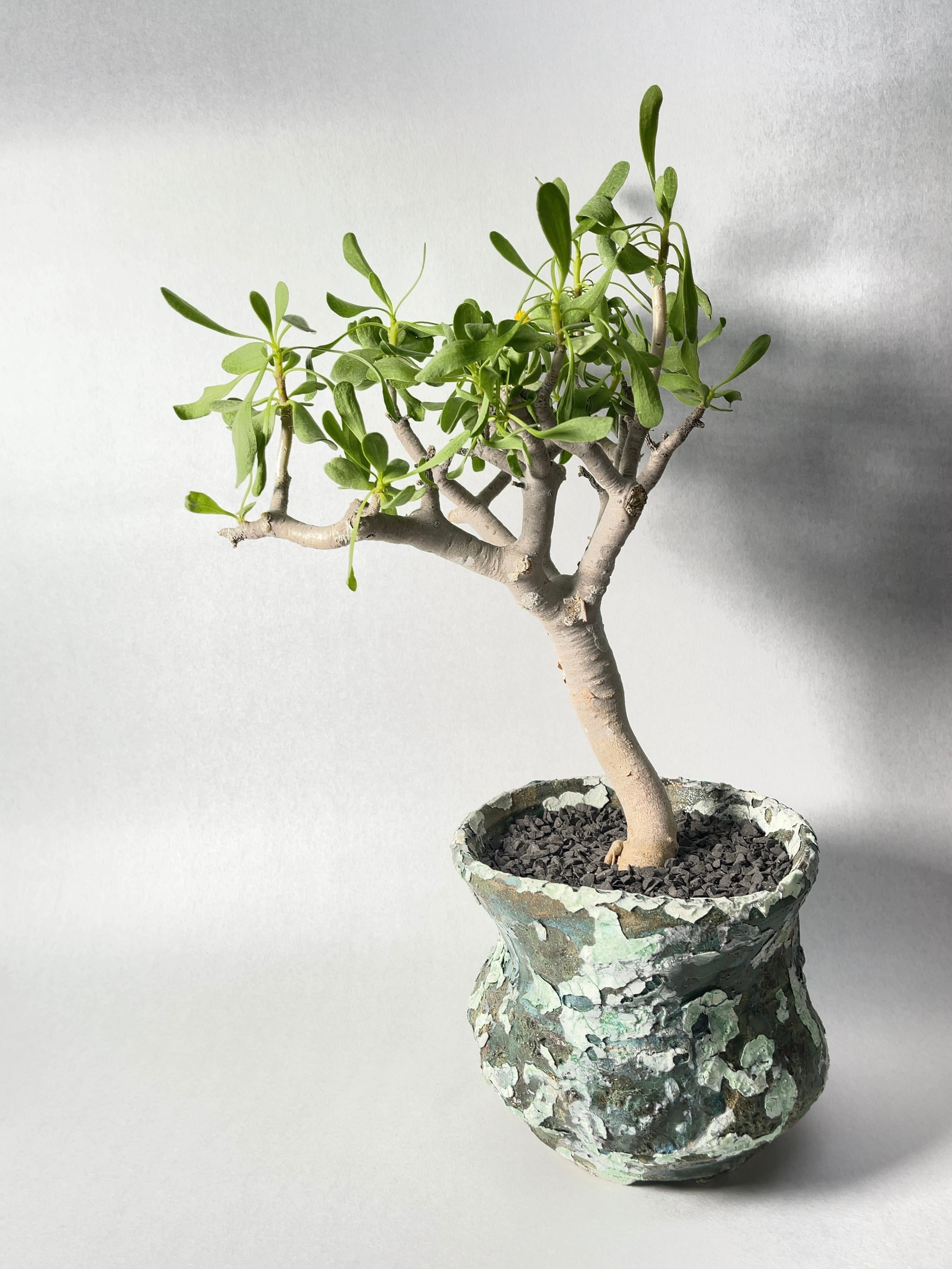 オトンナ・フルカタ | trigger