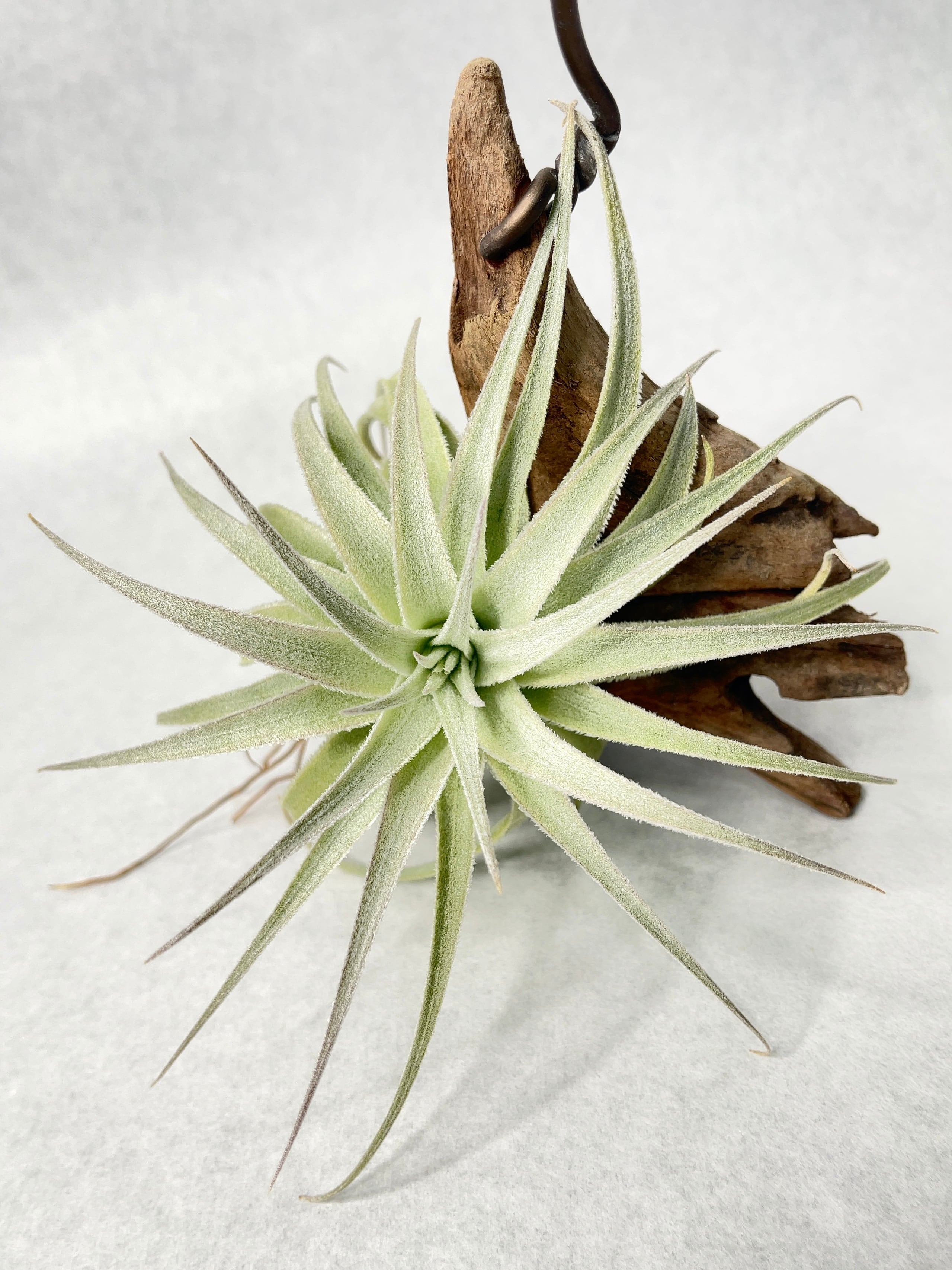 ティランジア・ガルドネリ－・ルピコラ | trigger