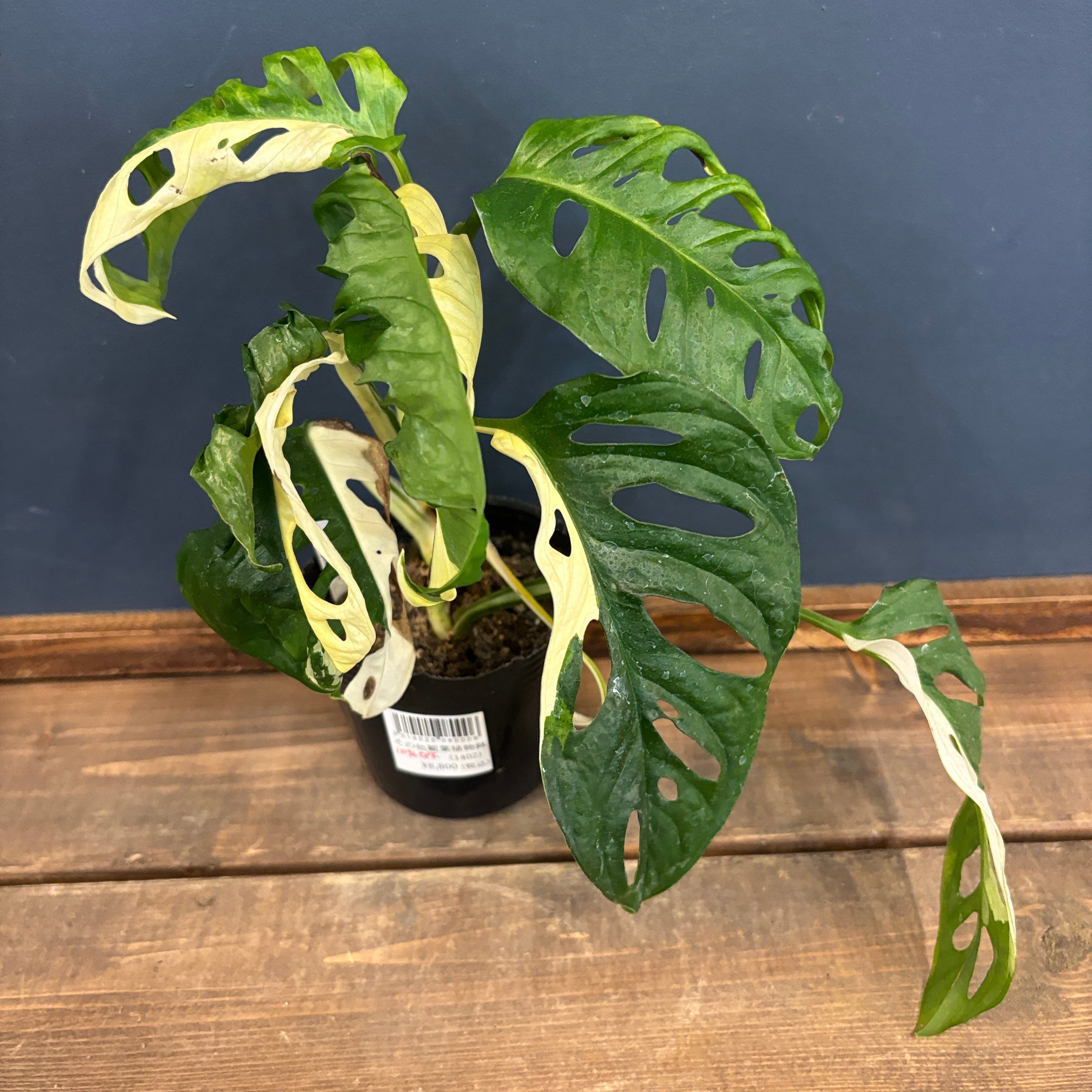 9be0bdd26f2fb7de39c243767bb83b