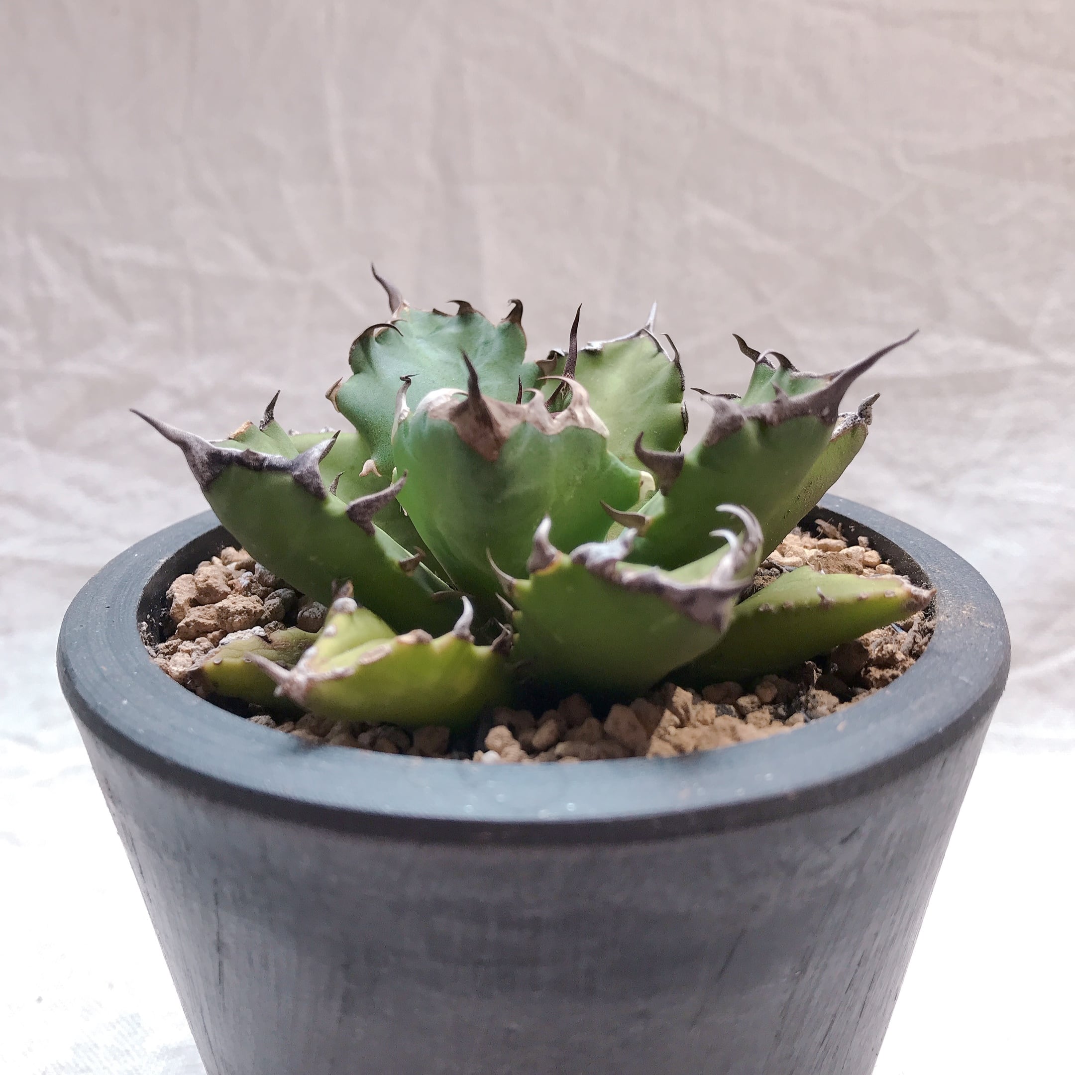 9da4156ca9780d93ee090a3aef129a