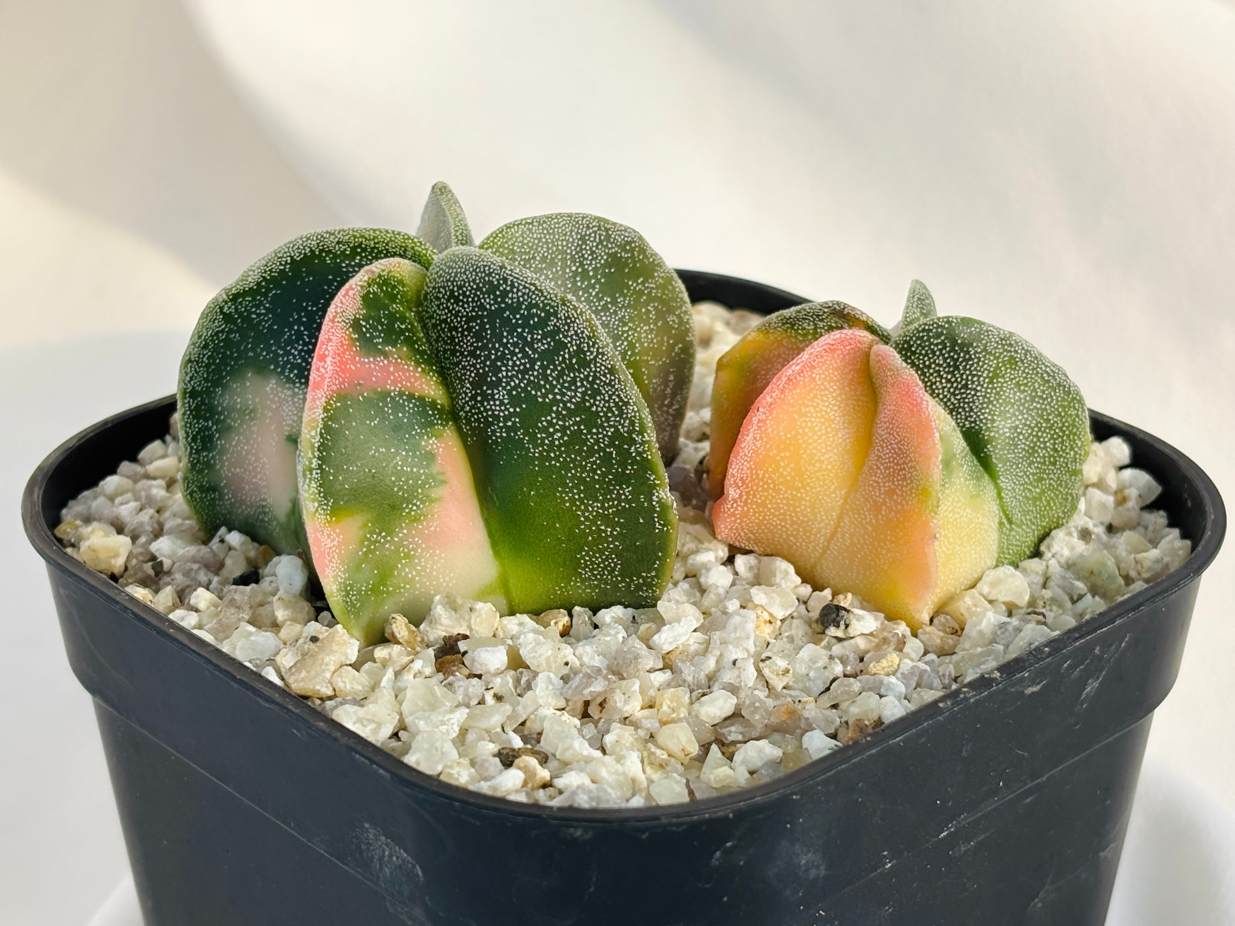 Astrophytum myriostigma アストロフィツム ランポー玉錦 鸞鳳玉錦