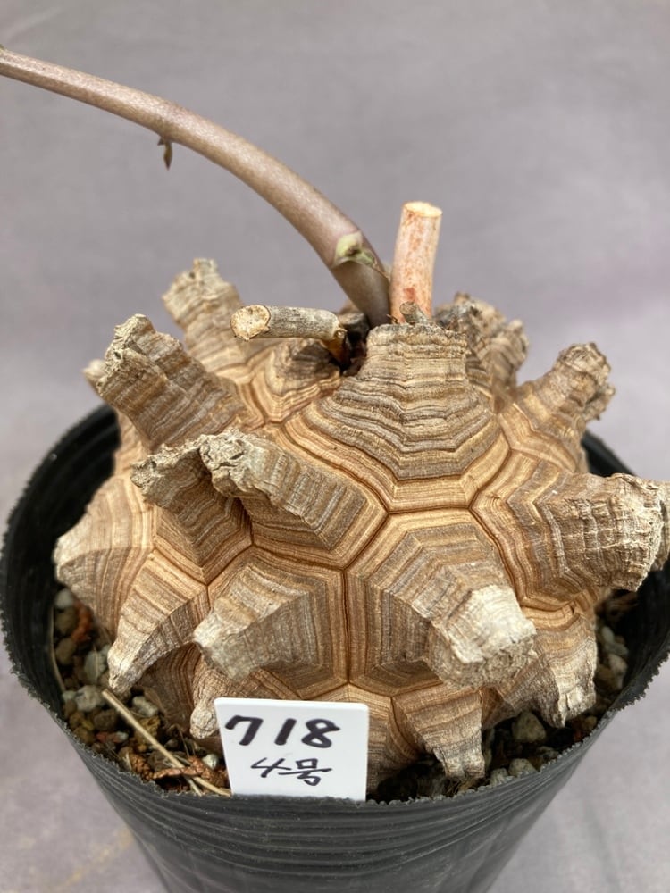 現品718】亀甲竜（ディオスコレア）4号ポット | 日本ライン花木センター