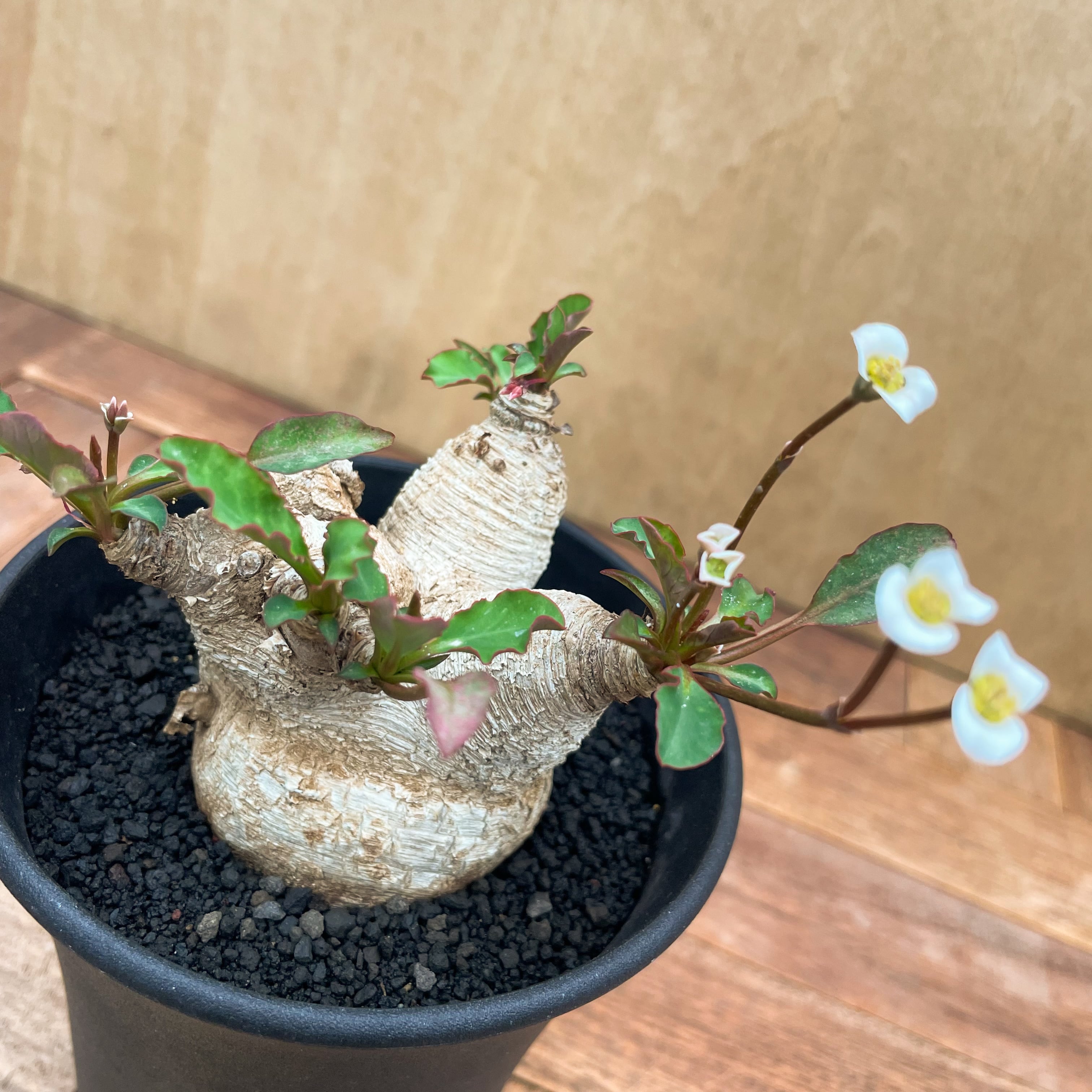 Euphorbia spannringii【ユーフォルビア・スパンリンギー(フィッシュ