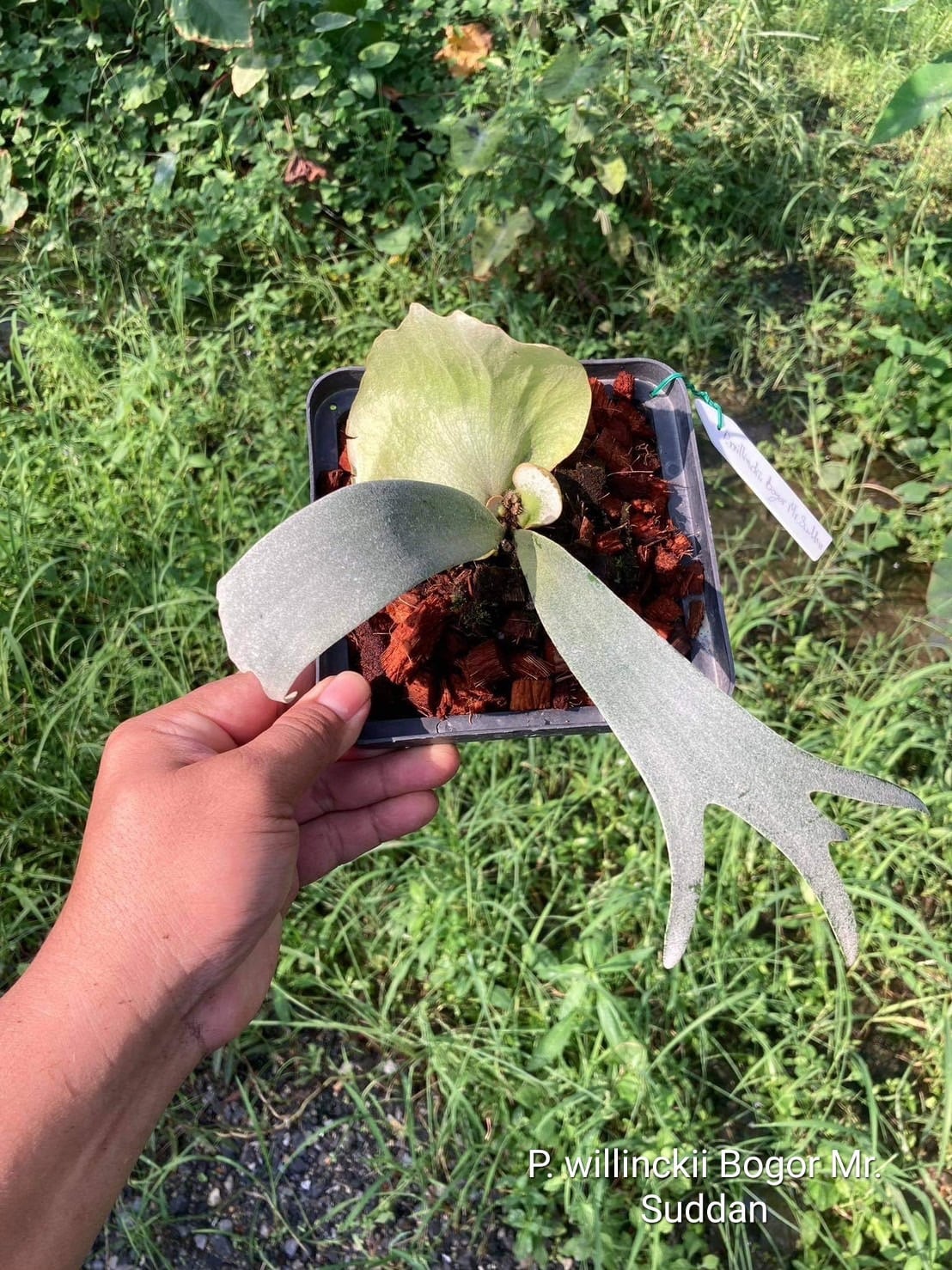 P.willinkii Bogor Mr. Suddan 【artPLANTs】ビカクシダ/Platycerium