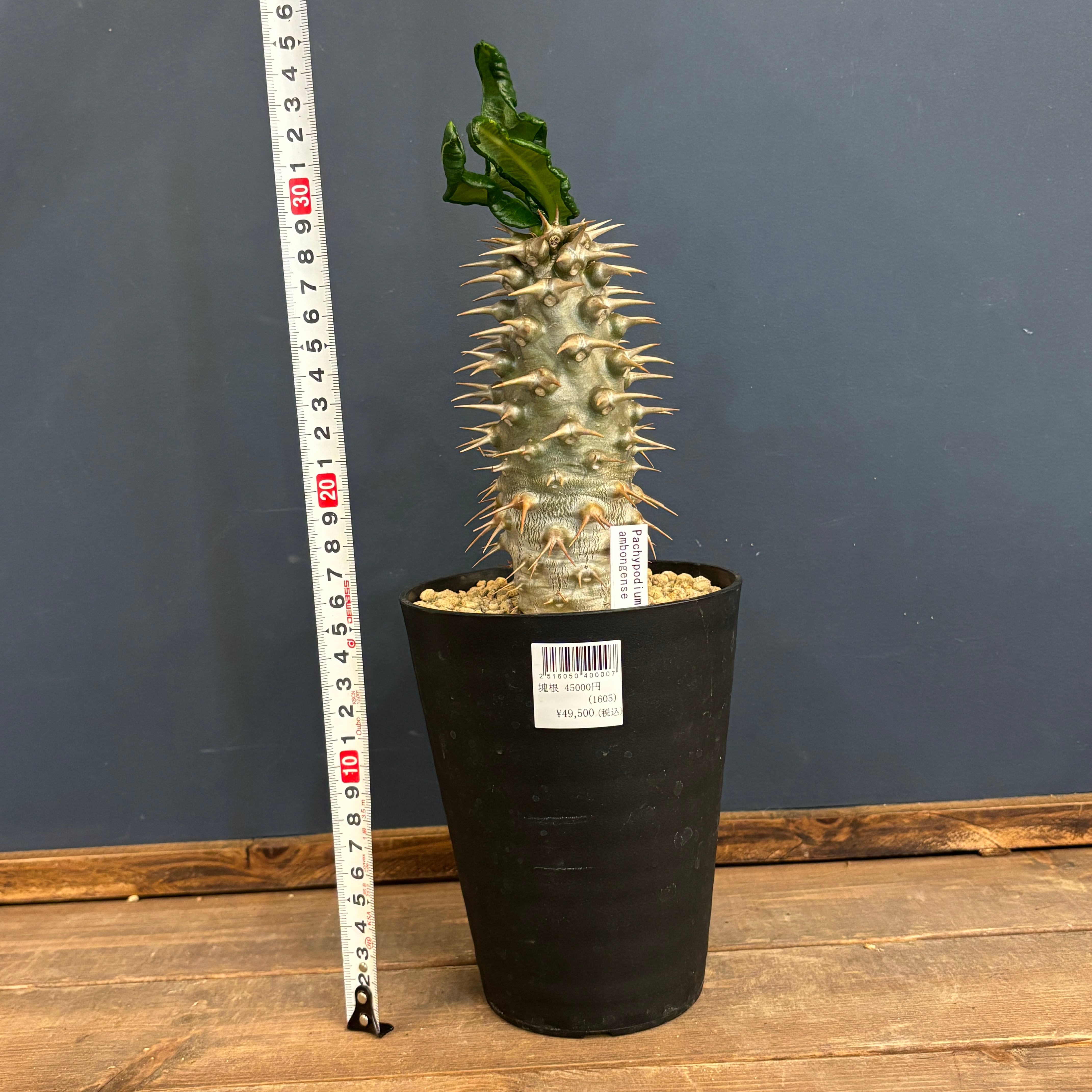 クリアランス】パキポディウム アンボンゲンセ【938】 | PROTOLEAF