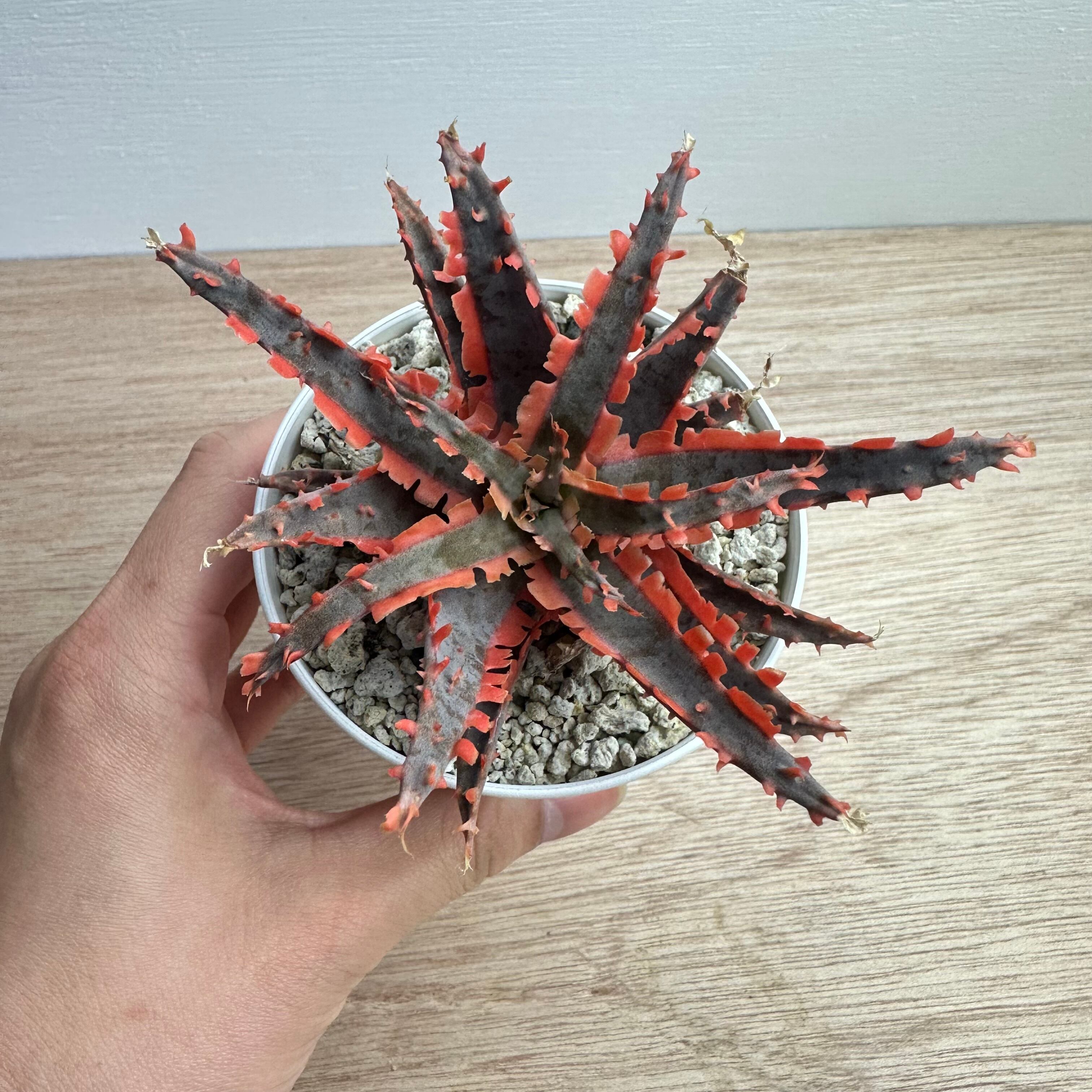 アロエ ライオンフィッシュ×ラバ THE CORE hybrid | THE CORE