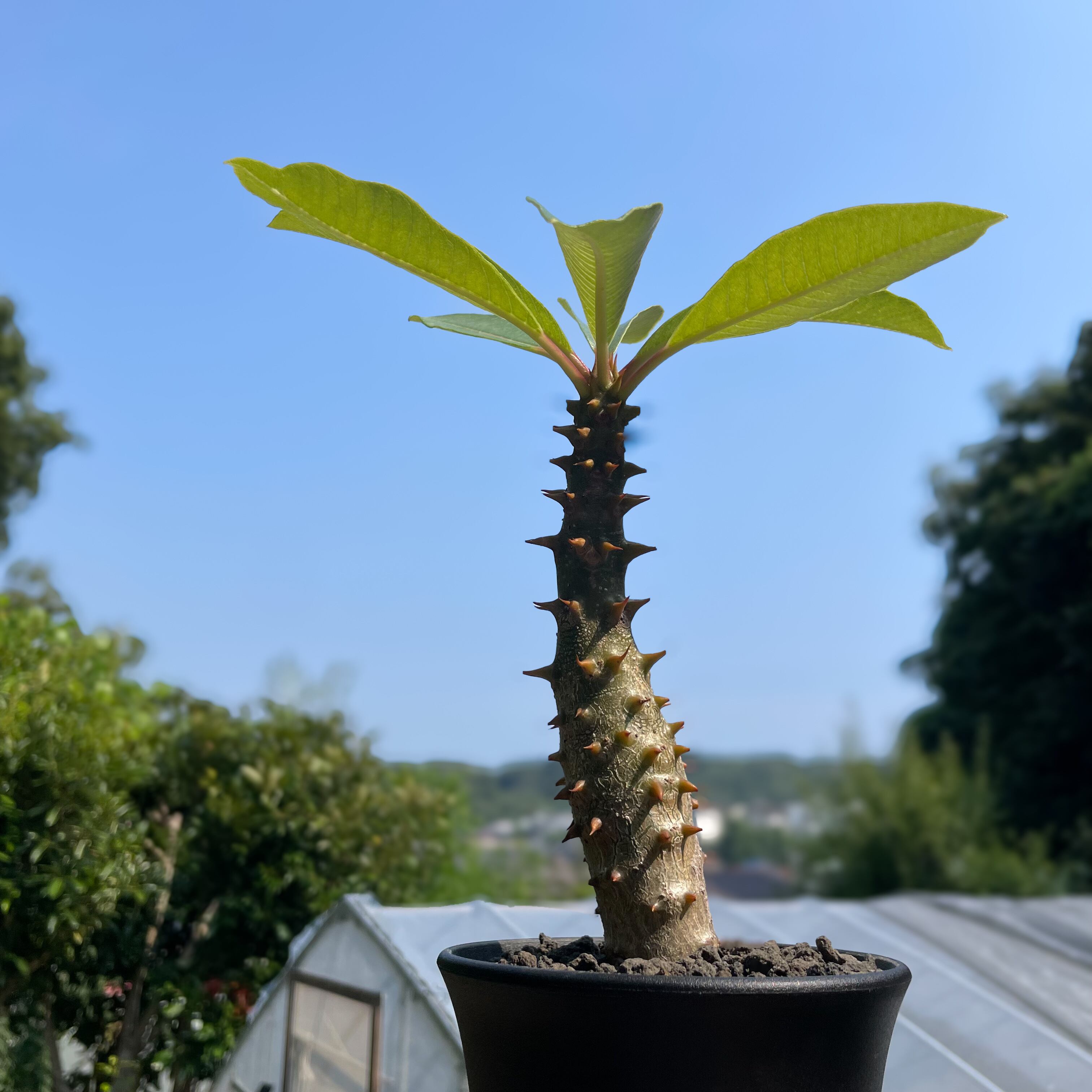 Pachypodium baroniik【パキポディウム・バロニー・実生】 | RIMO'S