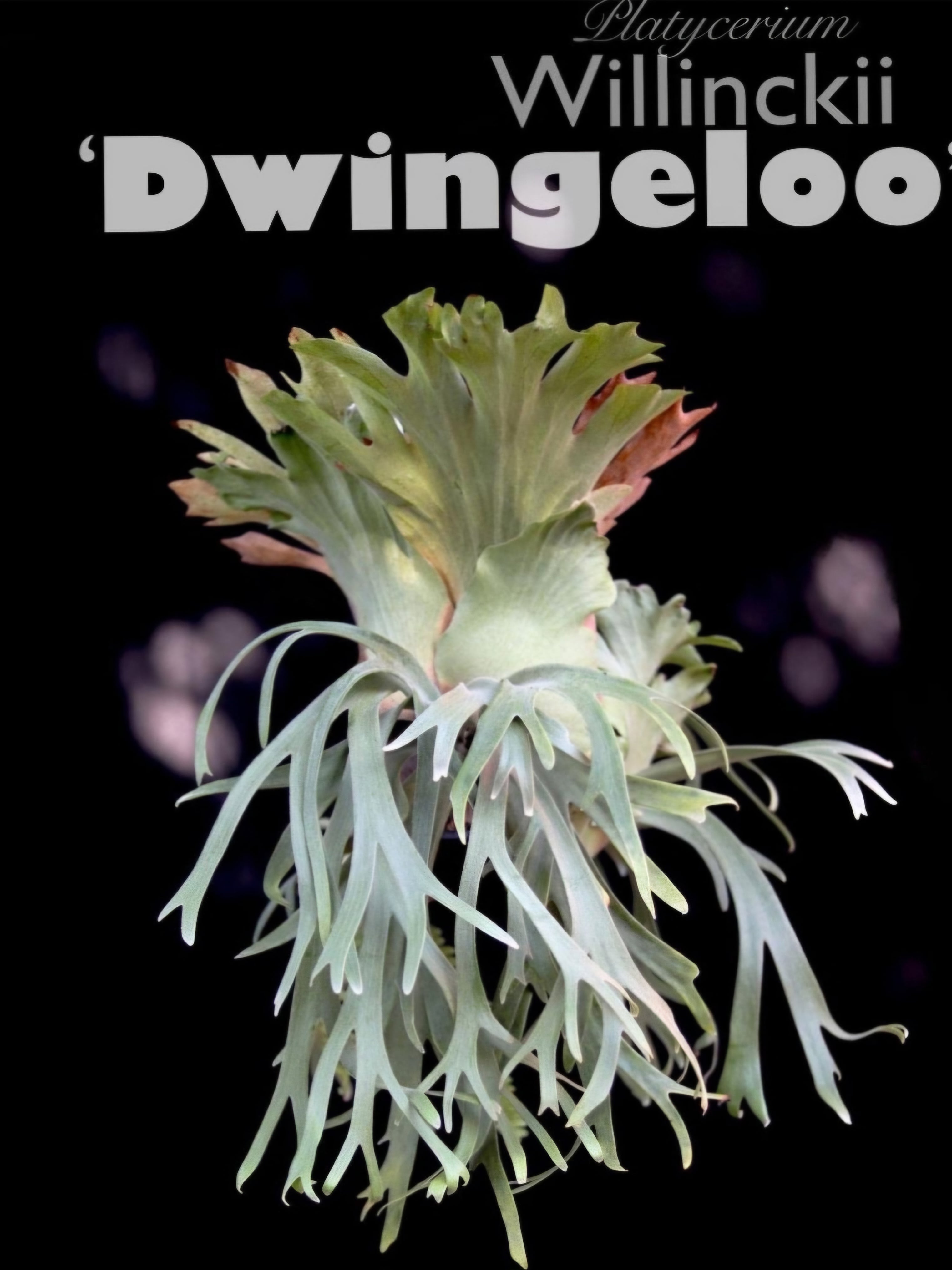 受注発注リスト】P.willinckii cv.Dwingeloo【artPLANTs/PLANTS GARAGE
