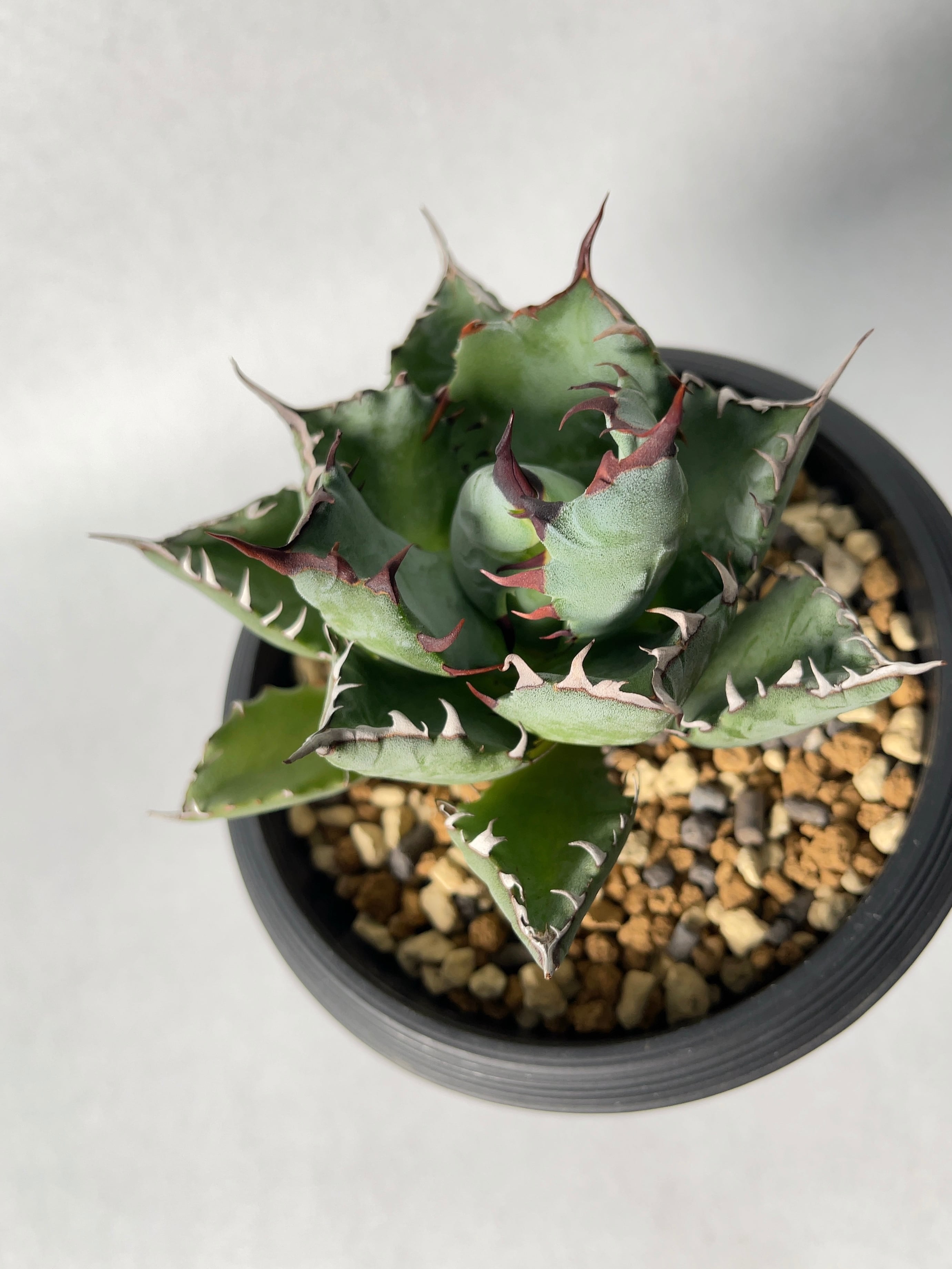 アガベ・コンフェデレートローズ×チタノタ4 | trigger