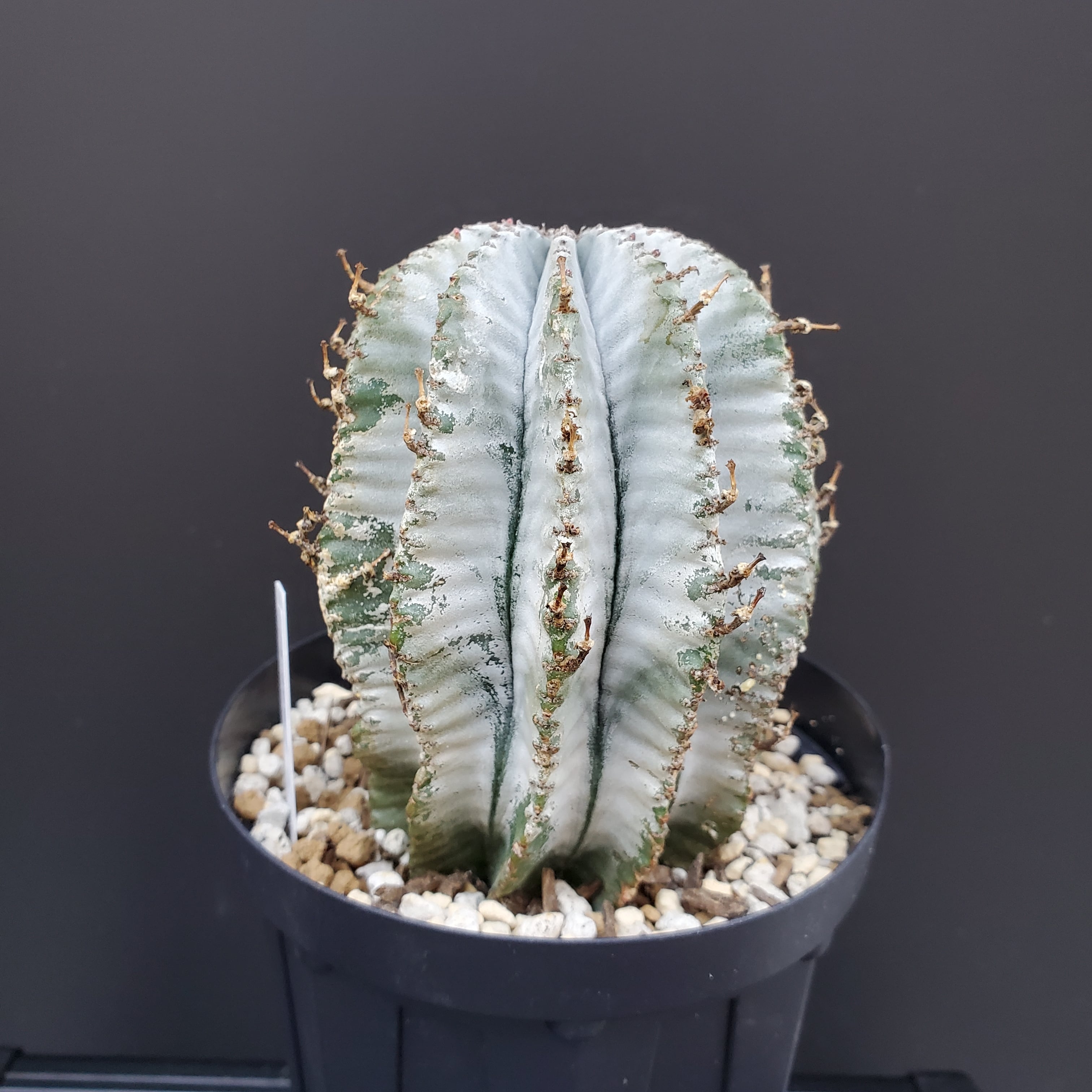 美白】白衣ホリダ メス株 Euphorbia horrida ユーフォルビア ホリダ