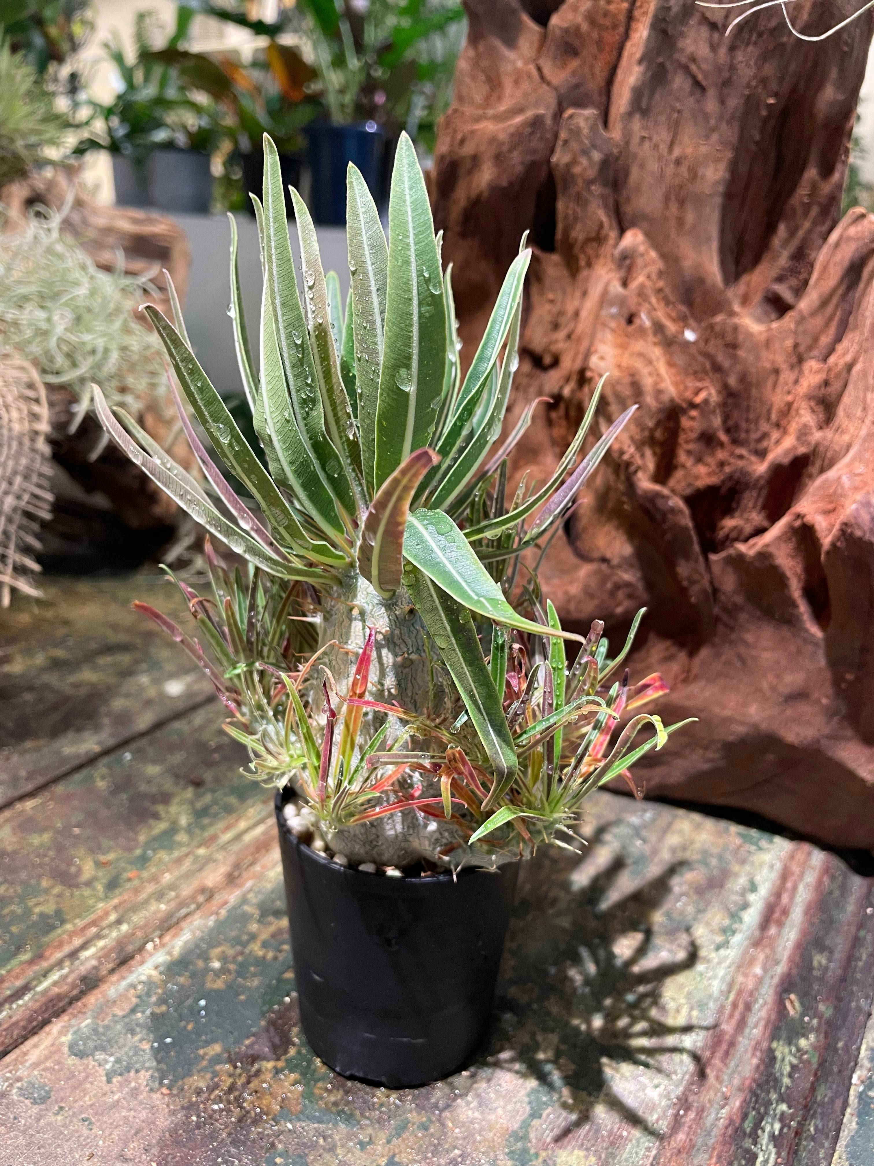 パキポディウム・グラキリス】葉数の多い多頭タイプ | THE GREEN SHOP