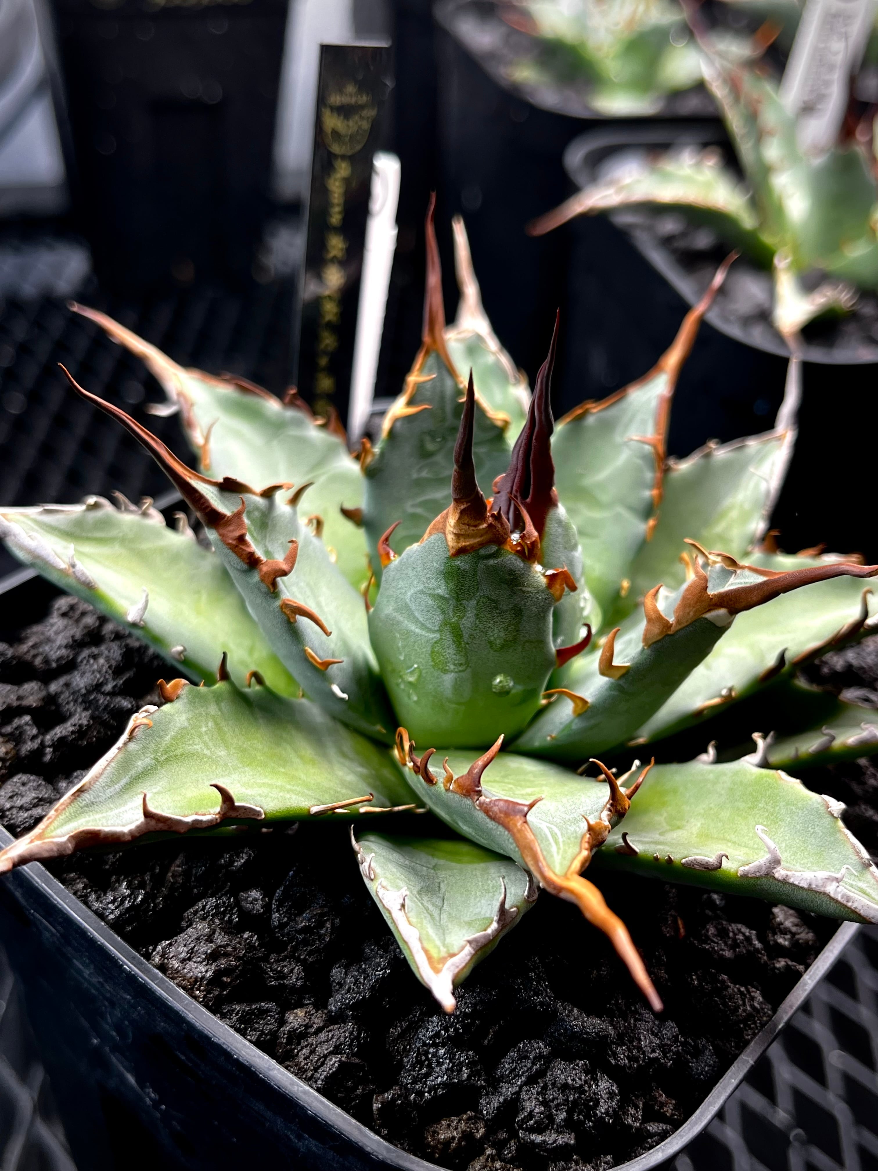 妖炎×黒帝斯 hybrid (utahensis×hades)発根済み | agavesan