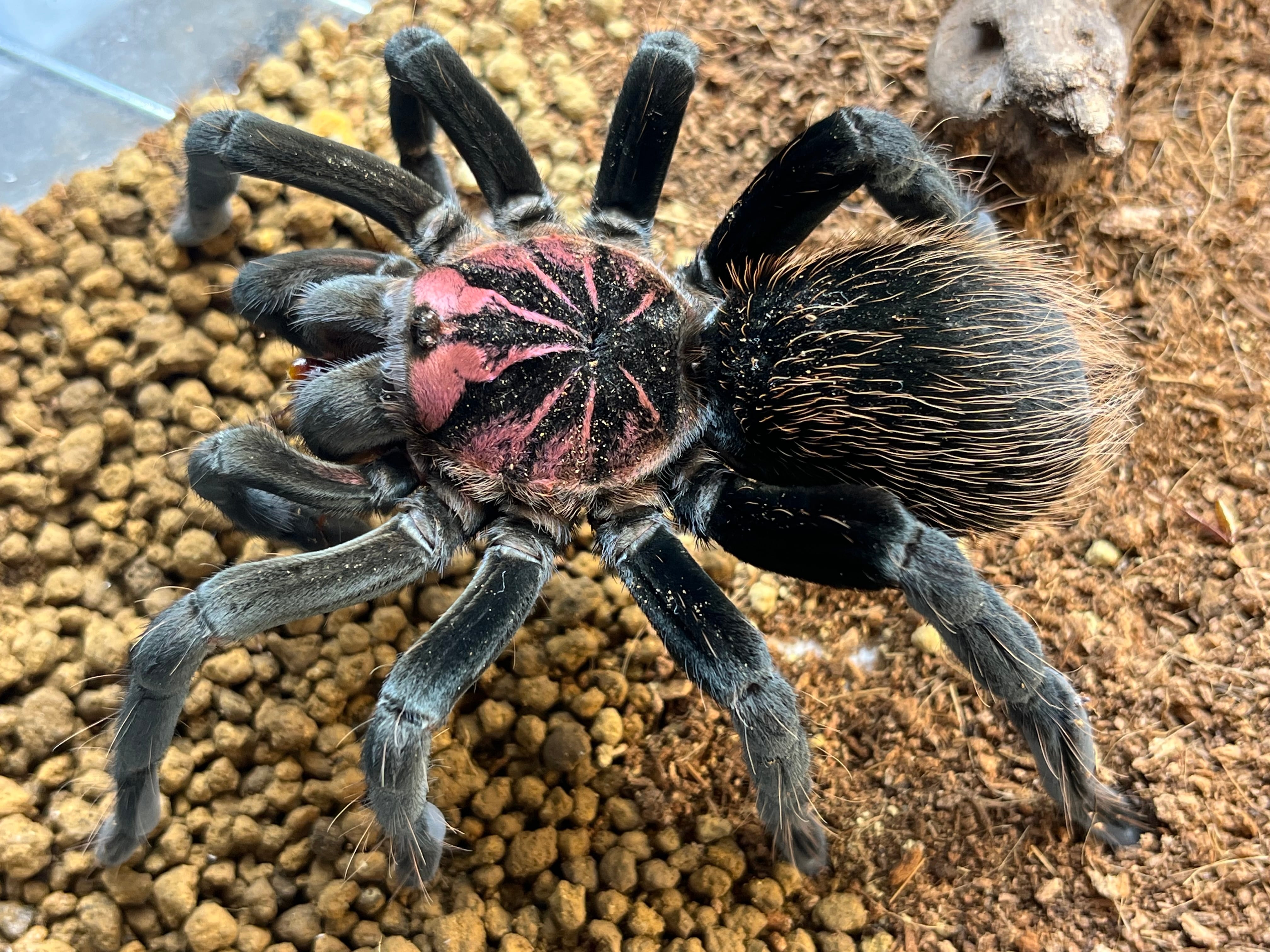 ♀確定】Xenesthis sp. Megascopula タランチュラ LS17cm程 ムカデ