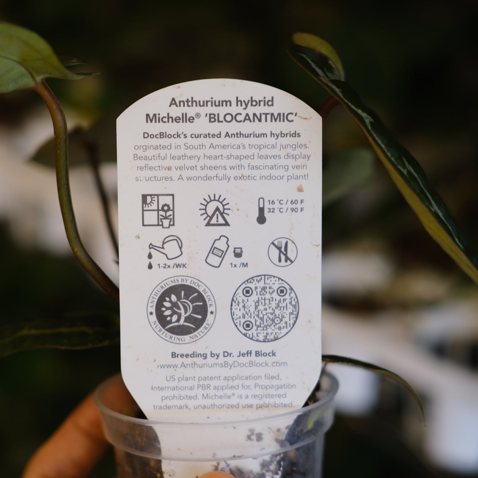 希少】Anthurium 'Michelle' by DocBlock / アンスリウム・ミシェル②