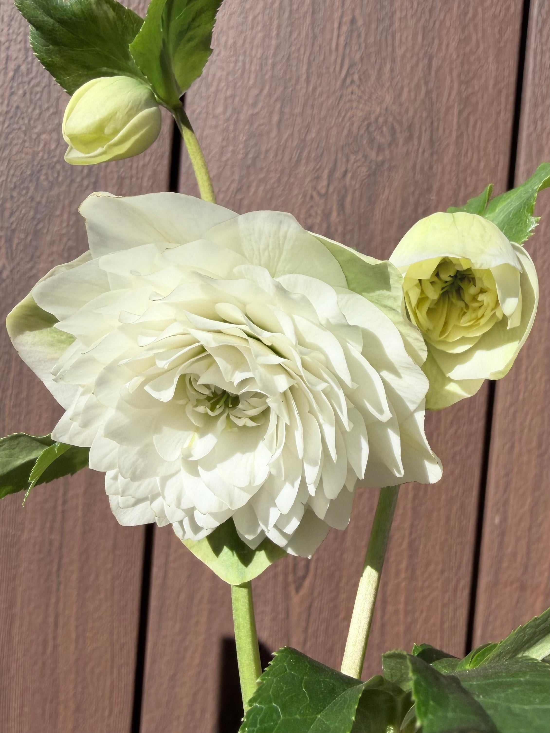 キラメキ☆チョコレート 加藤農園 クリスマスローズ【ka64】送料無料