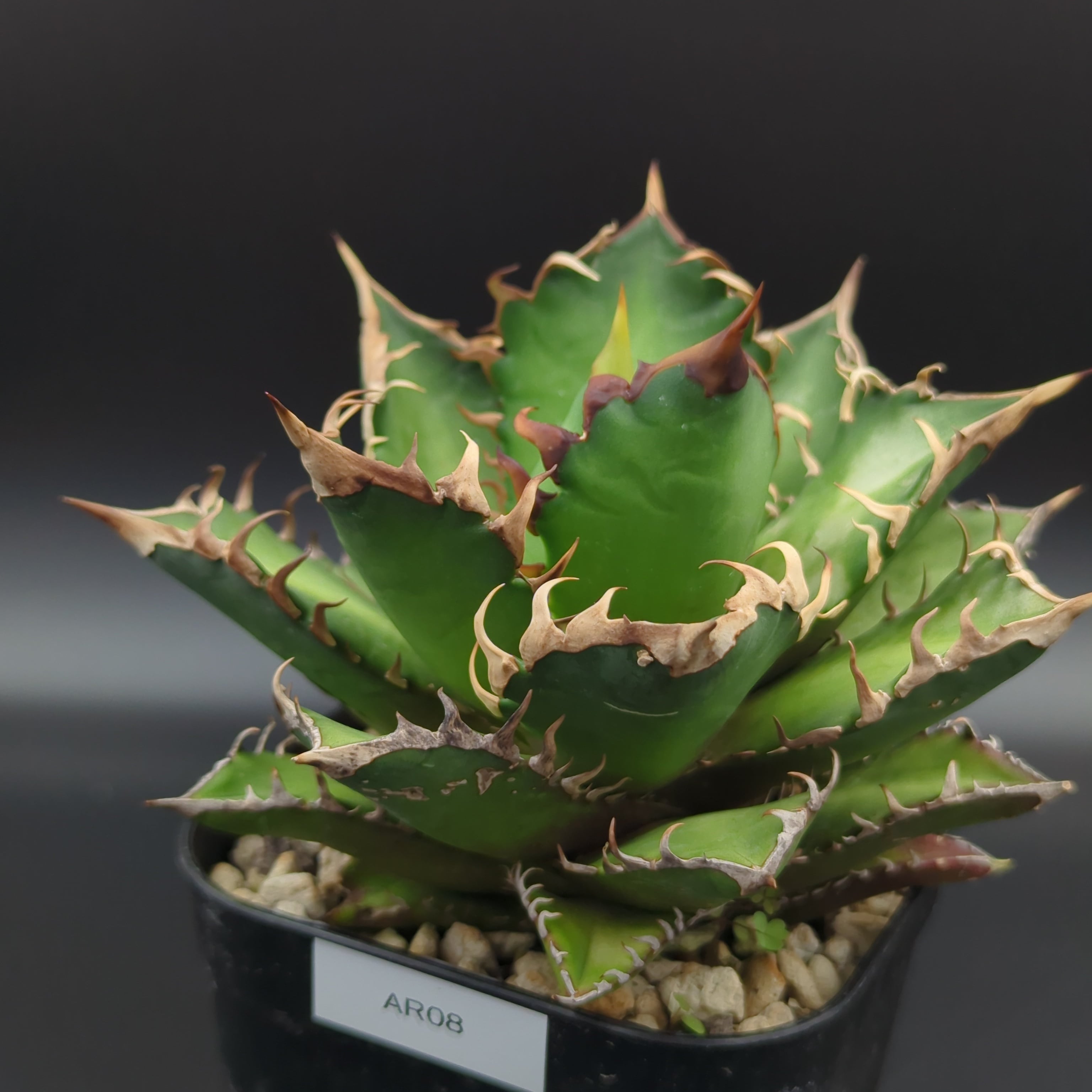 アガベ チタノタ レッドキャットウィーズル ゴリ猫 中株 特選品