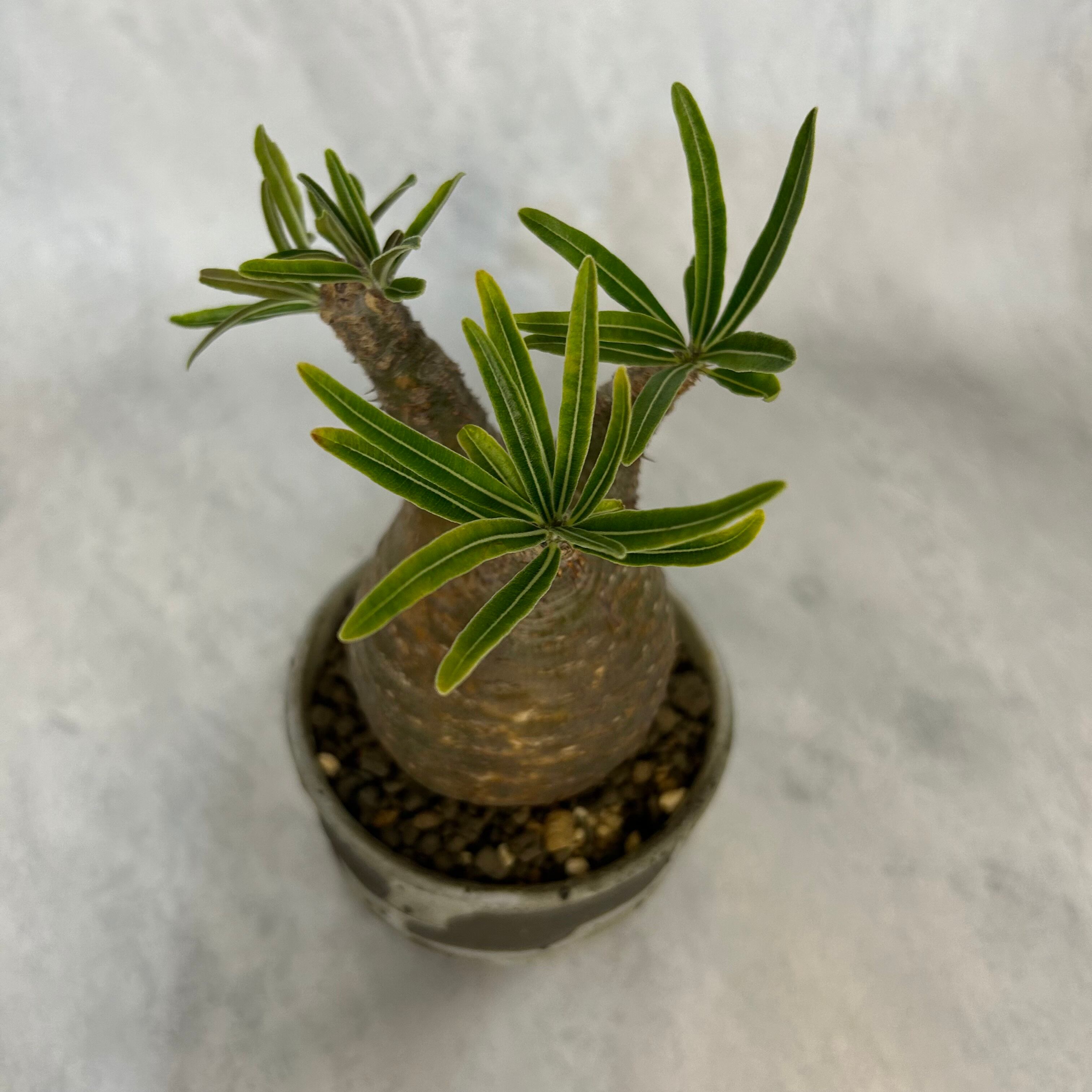 パキポディウム グラキリス 3号鉢(信楽焼)つき 現地球 塊根植物 | PLARE