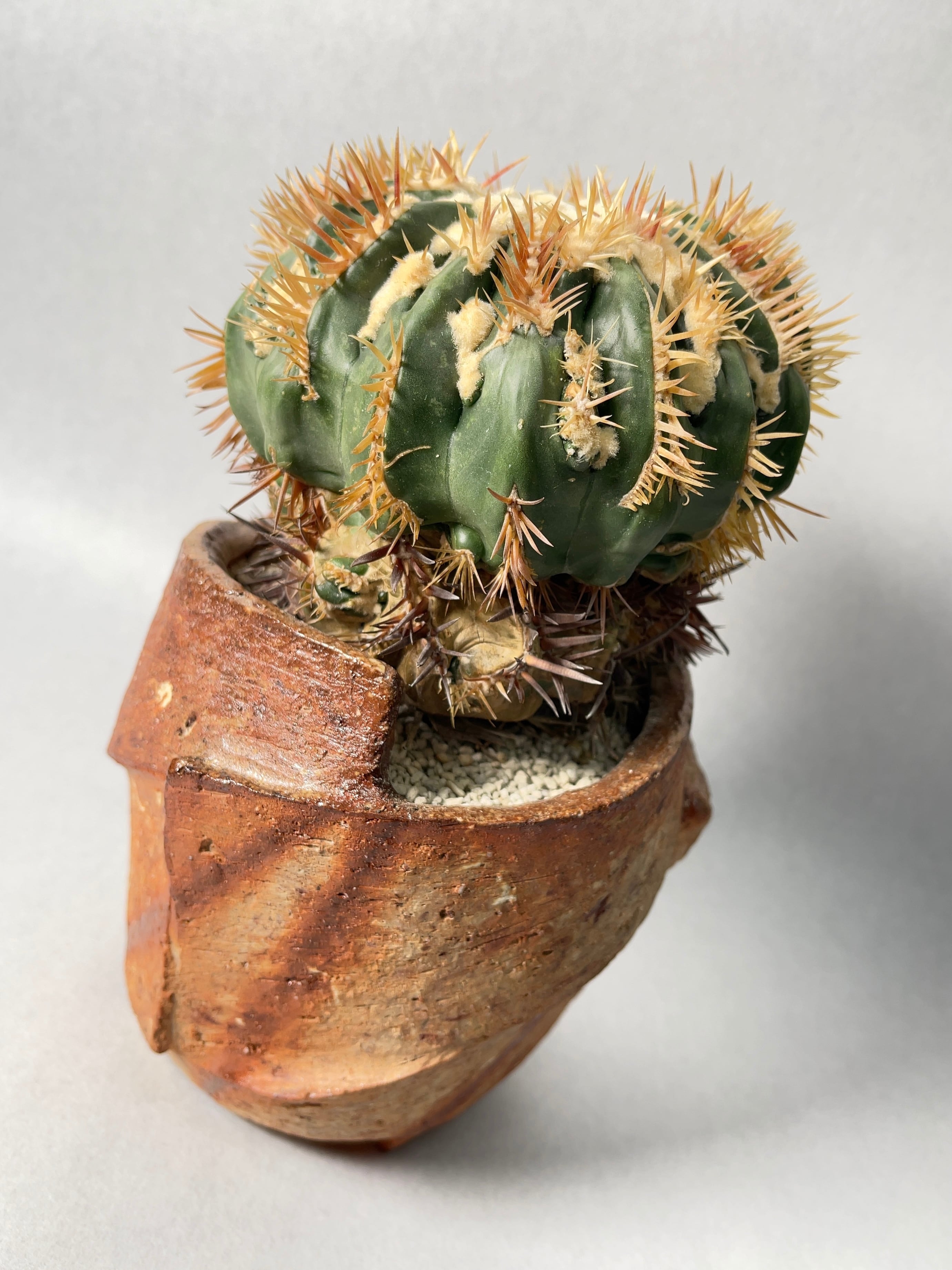 ホマロケファラ・綾波モンストローサ | trigger