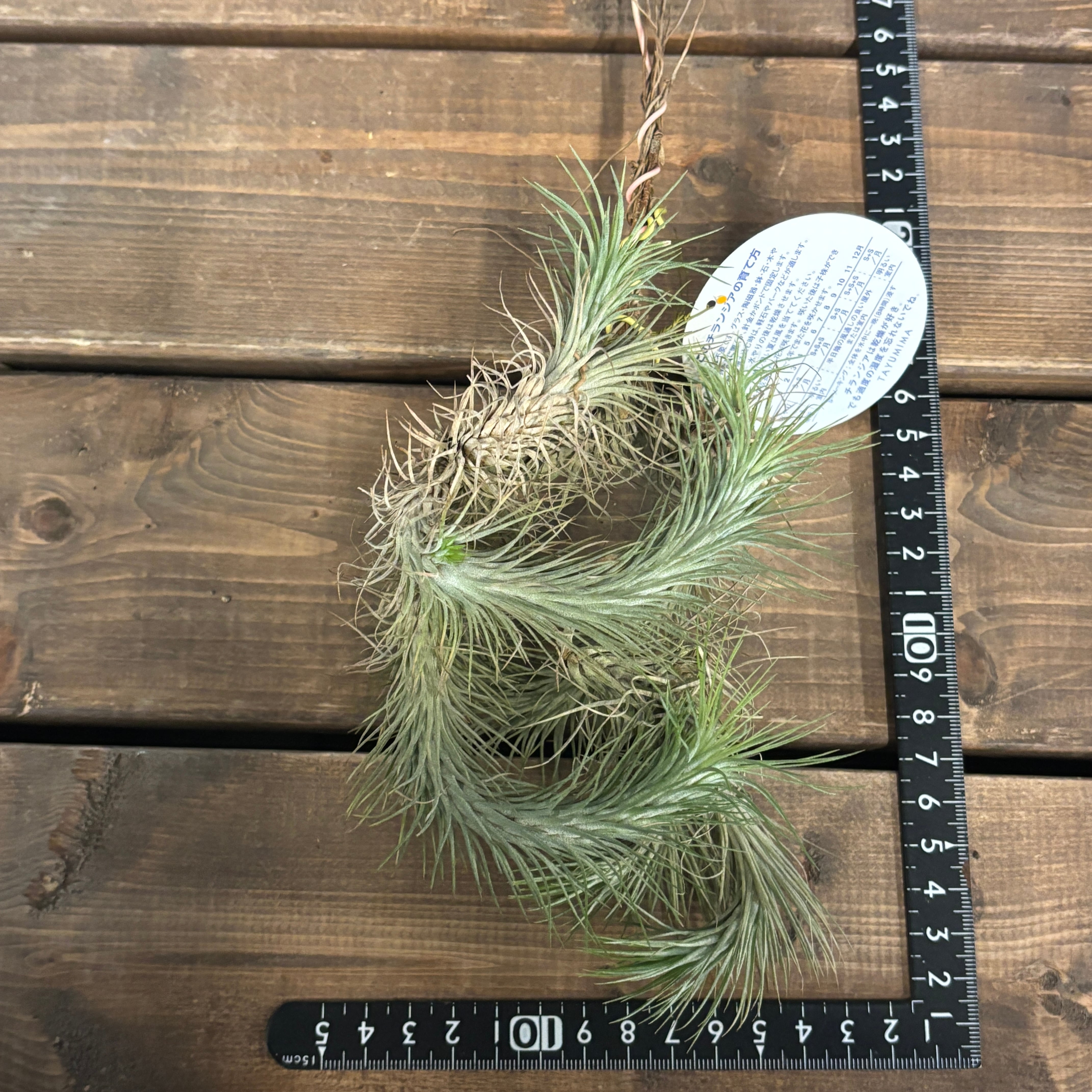 チランジア フンキアナ【990】 | PROTOLEAF プロトリーフ