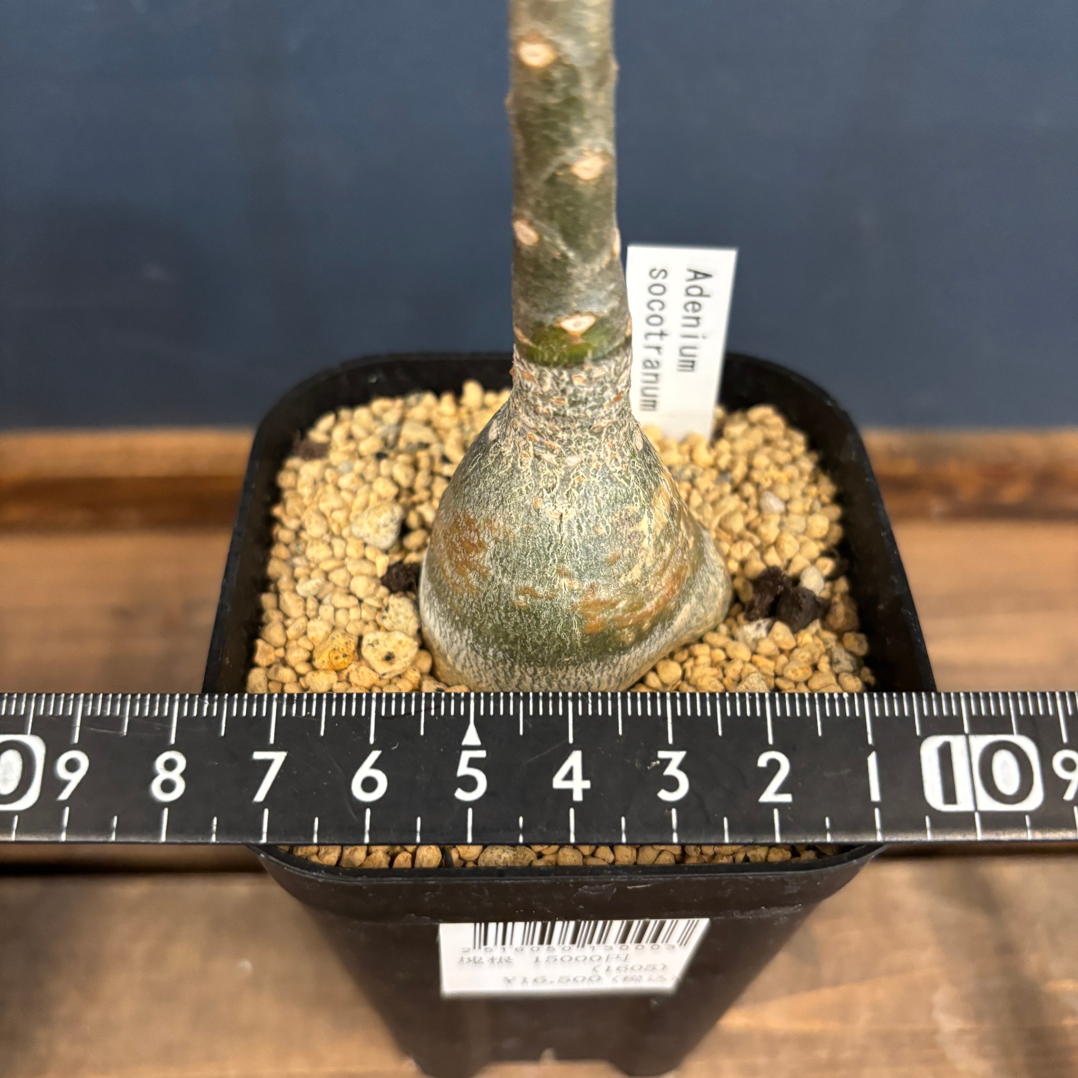 クリアランス】アデニウム ソコトラナム【296】 | PROTOLEAF プロトリーフ