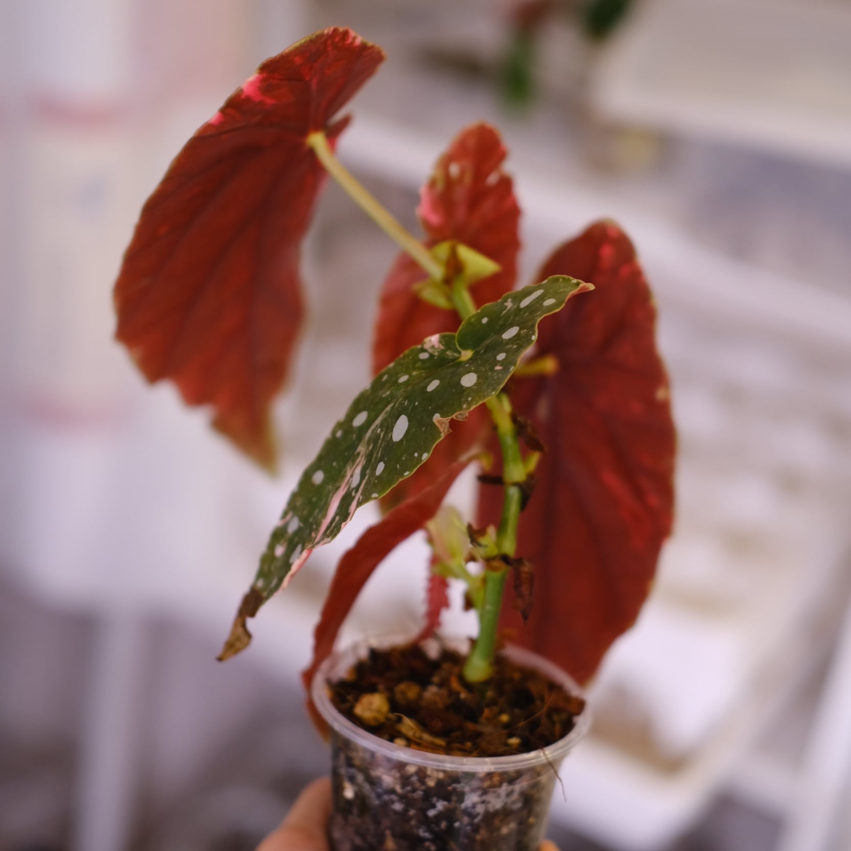 Begonia maculata variegata 'Pink'｜ベゴニア マクラータ ピンク
