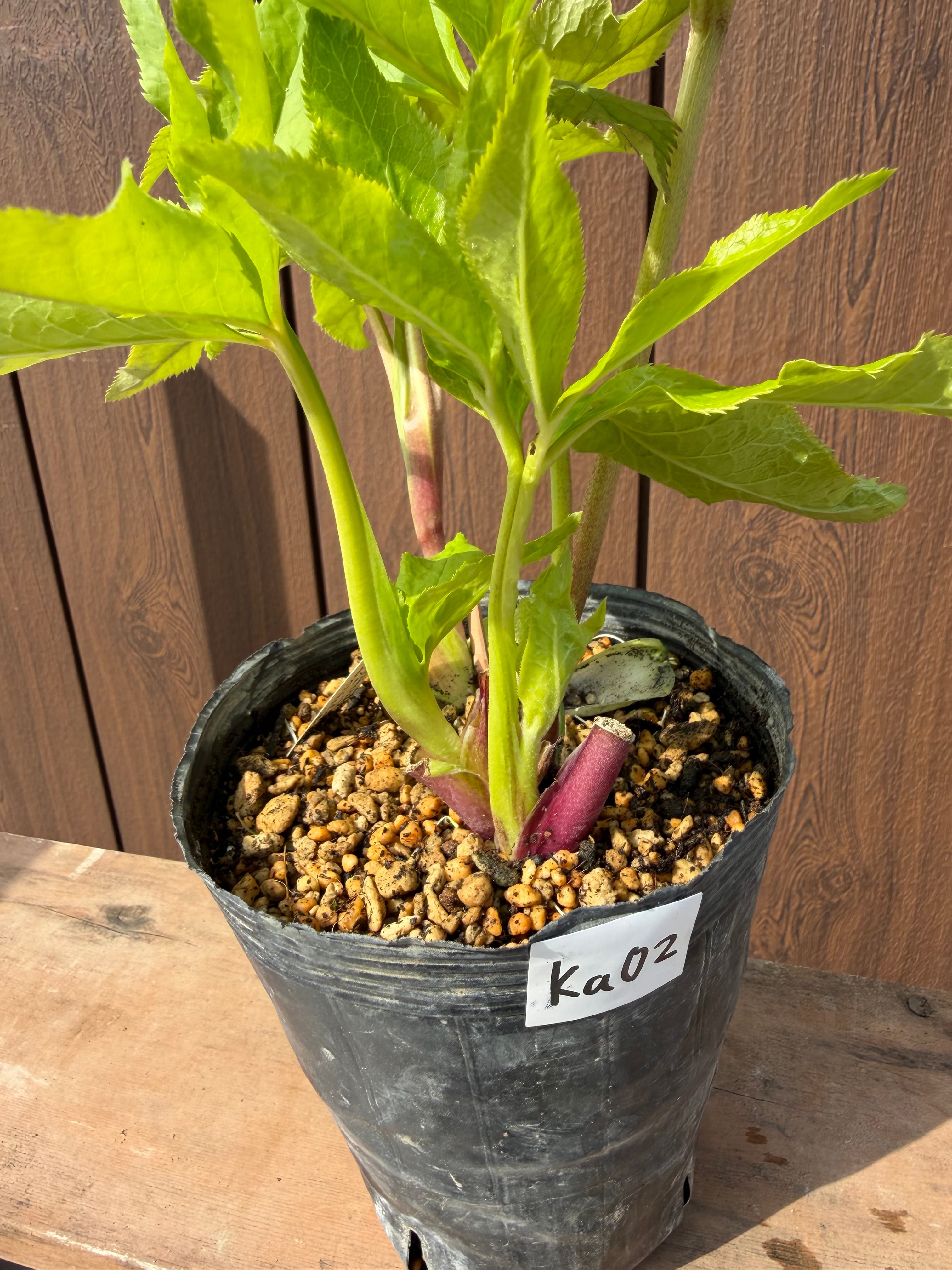 絣ピンクグラデーションdd 加藤農園 クリスマスローズ【Ka02】送料無料