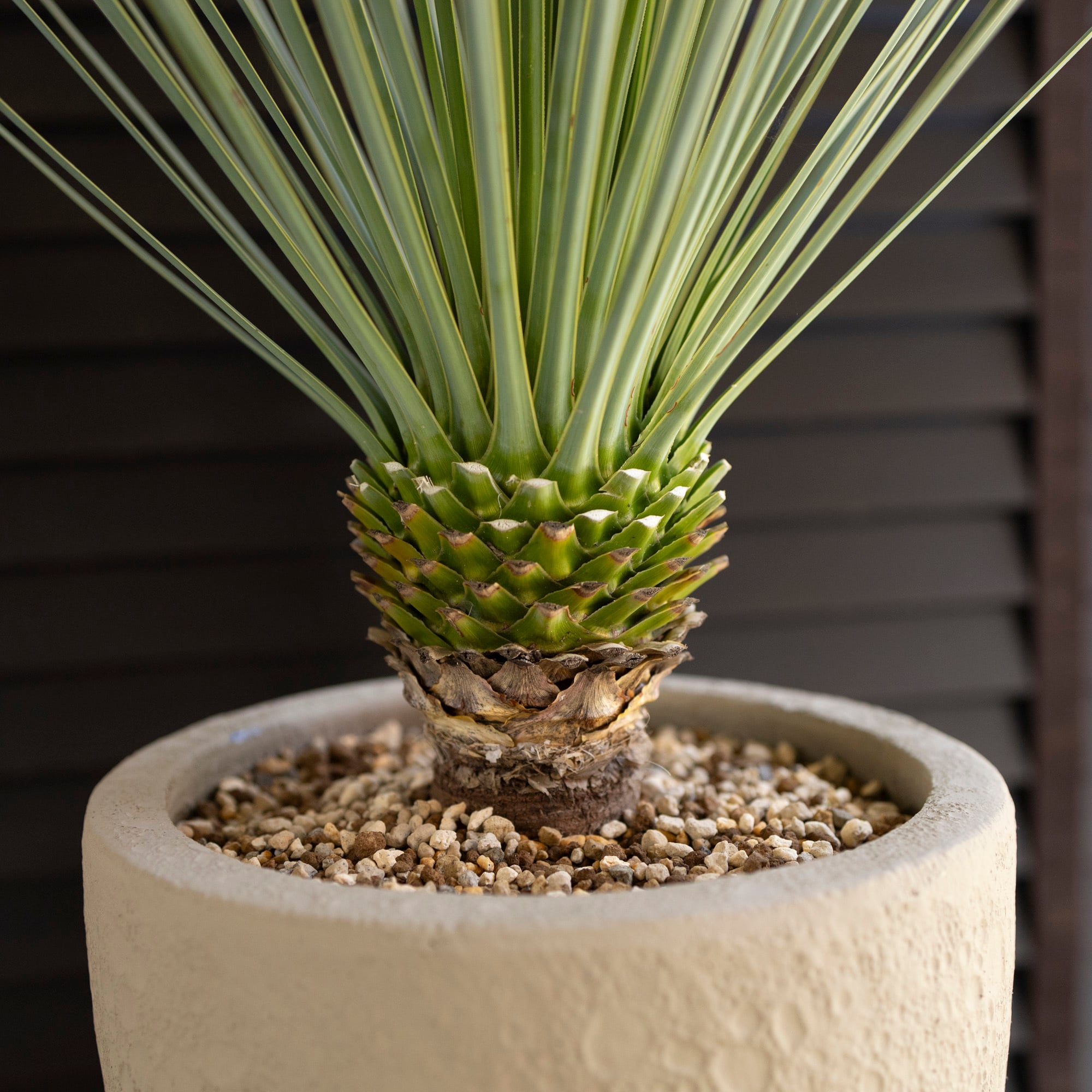 ユッカ ロストラータ Rostrata 7号 陶器鉢 株立ち 観葉植物 細葉
