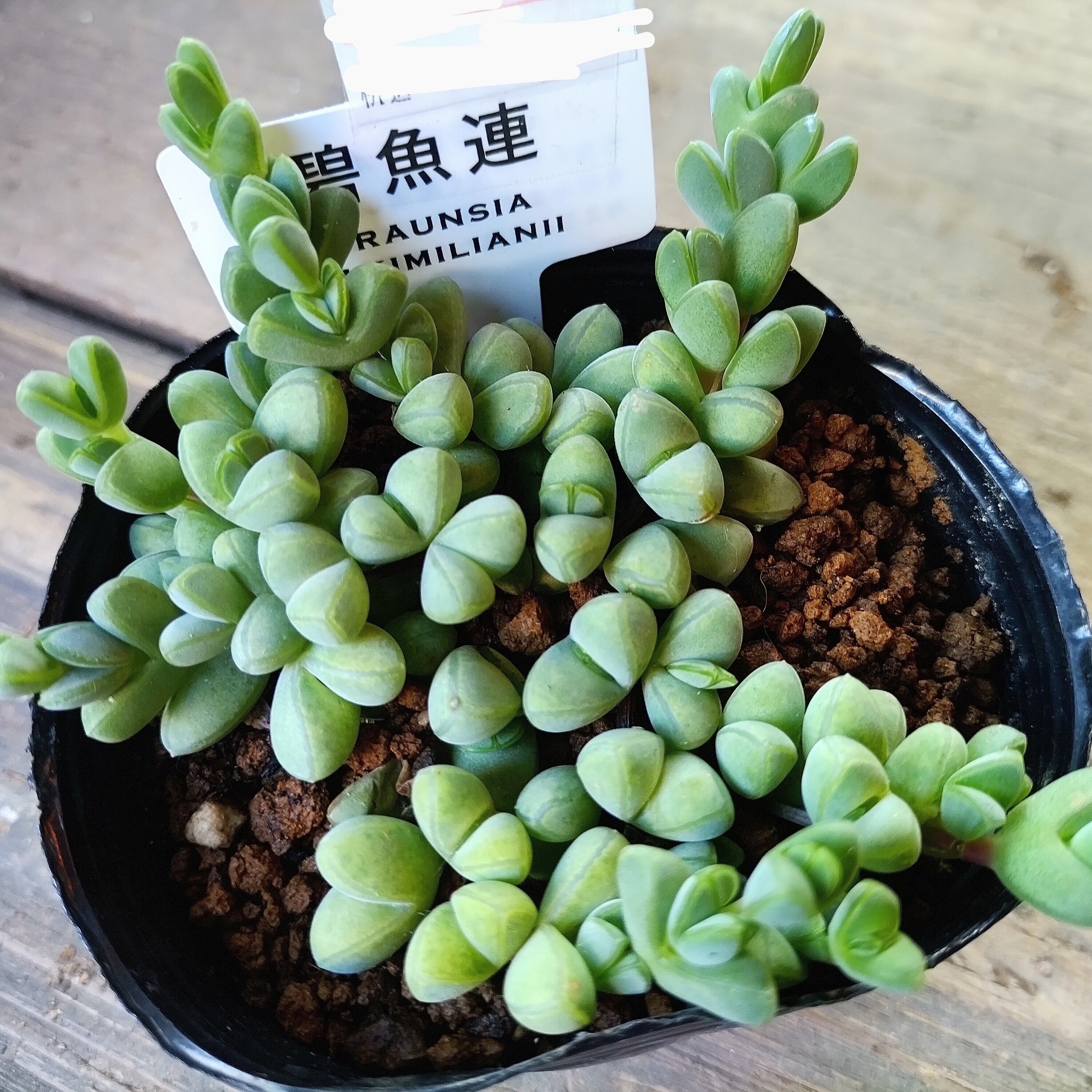 碧魚連 | RuPo 多肉植物専門店