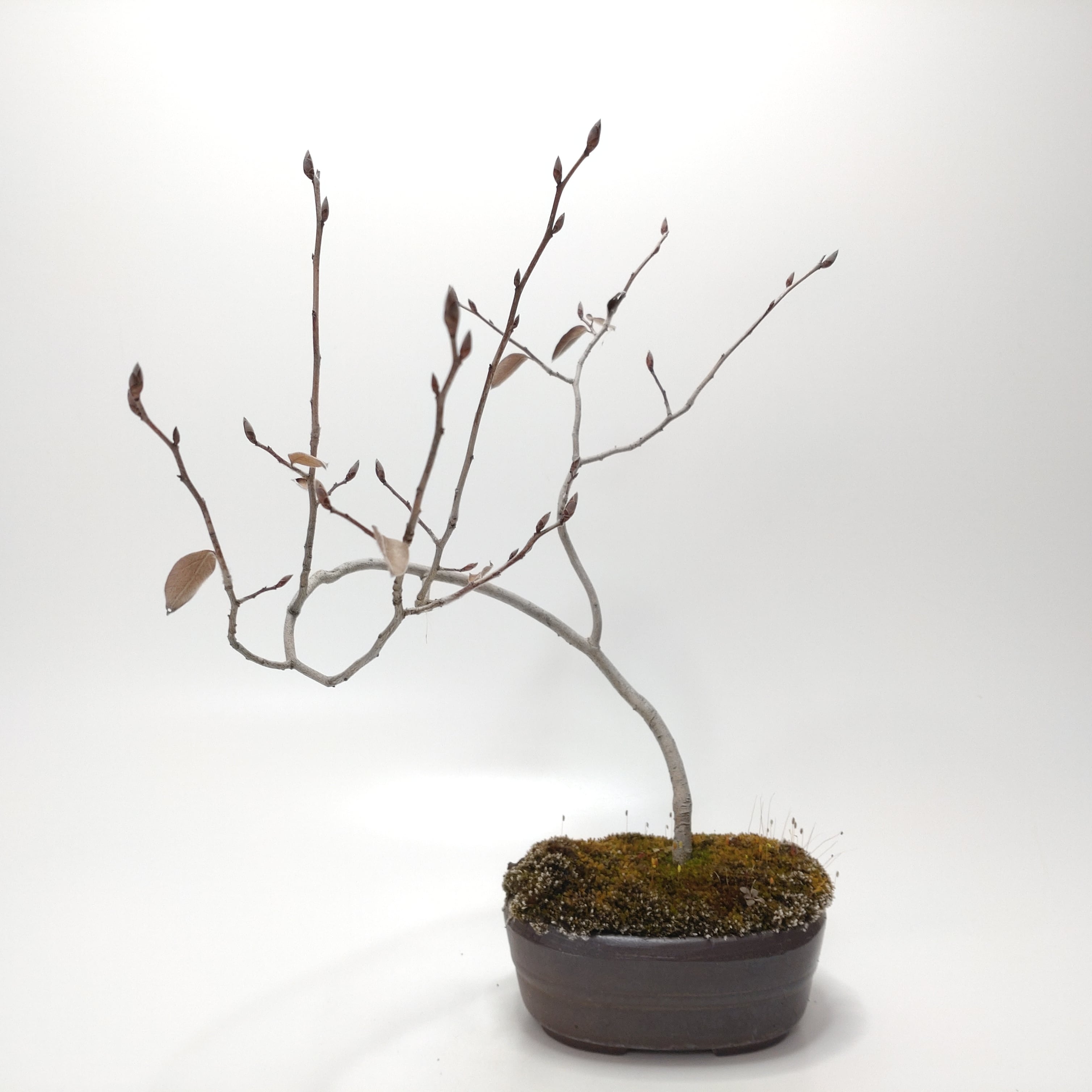 ヤマコウバシ盆栽 SS016 | 盆栽創【Bonsaisou】