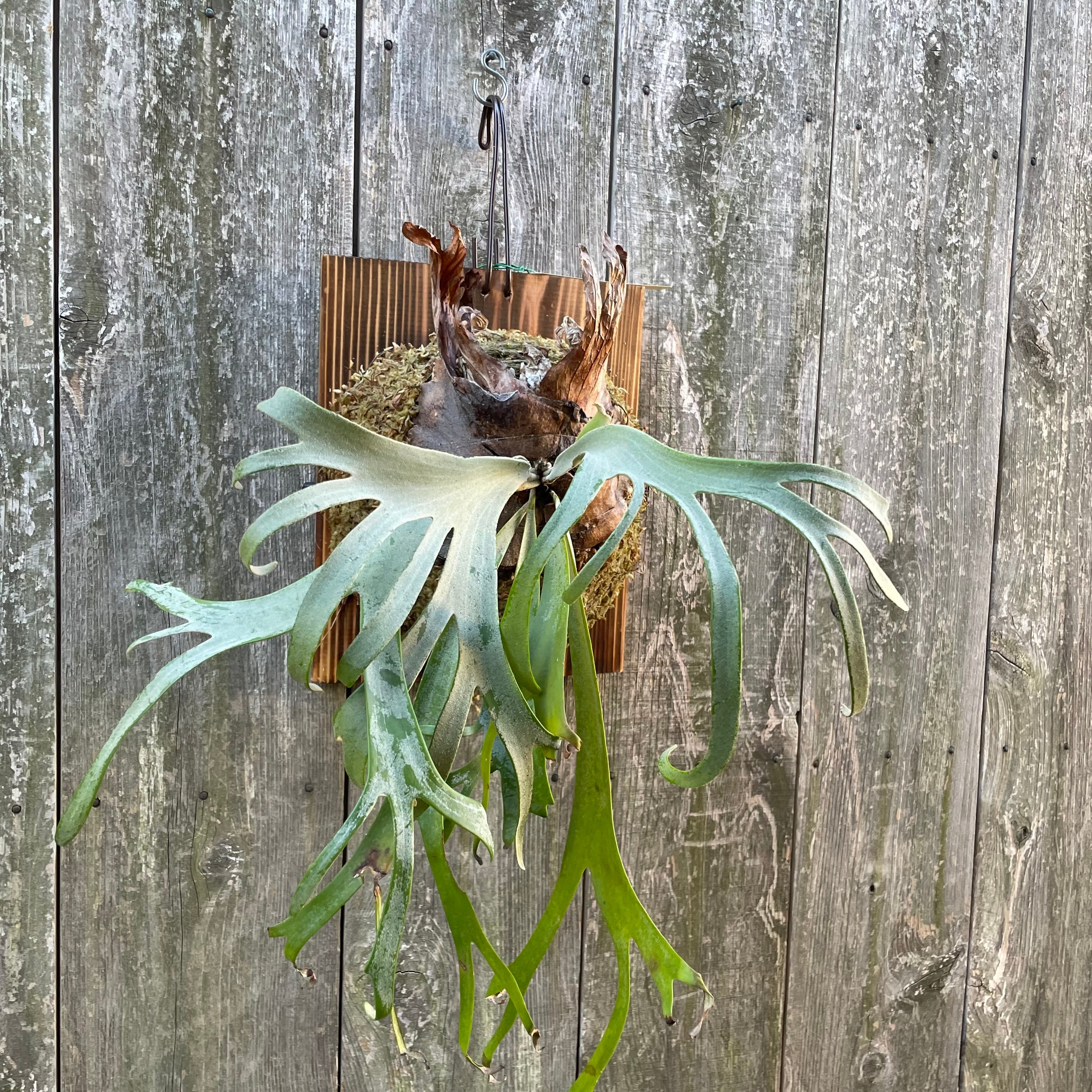 ビカクシダ P.willinckii dwarf 'OMG' 前葉体胞子体 【公式通販】