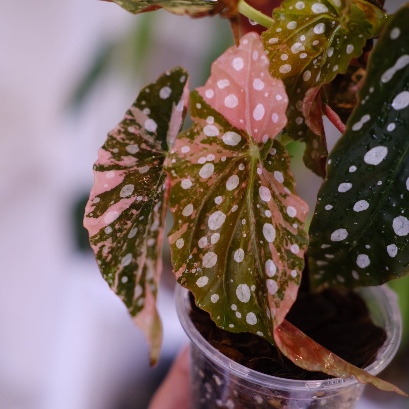 Begonia maculata variegata 'Pink'｜ベゴニア マクラータ ピンク