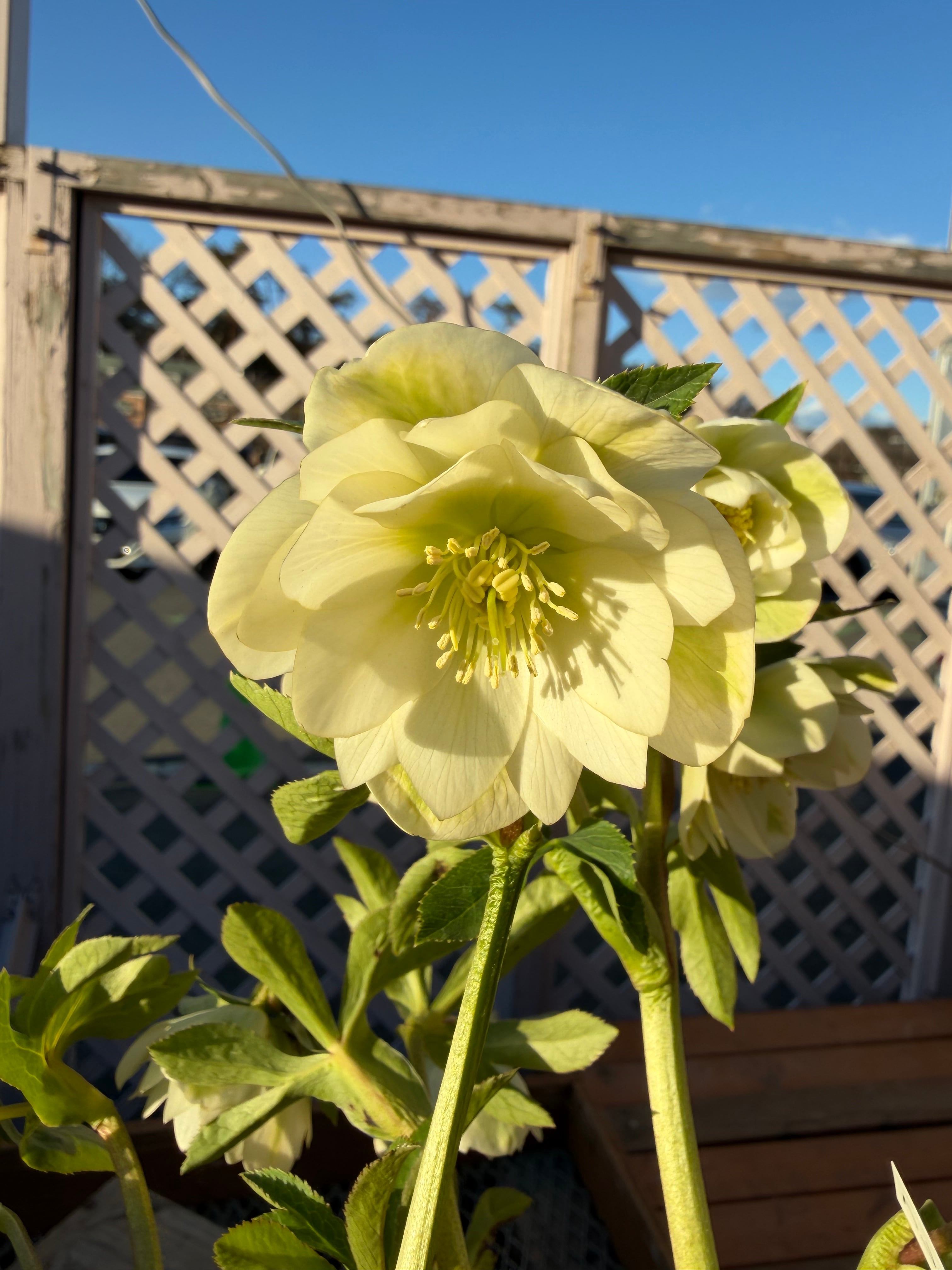 認定フレグランスホワイト 充実株 加藤農園 クリスマスローズ【Ka93