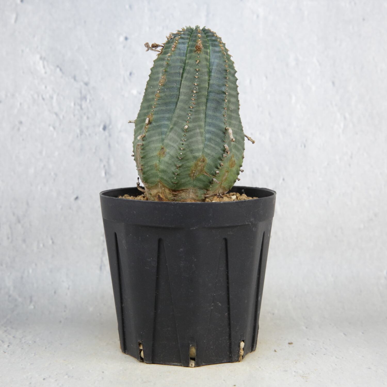 オベサ / ユーフォルビア | LIGHTHOUSE.PLANTS - 海外実生株のオベサ