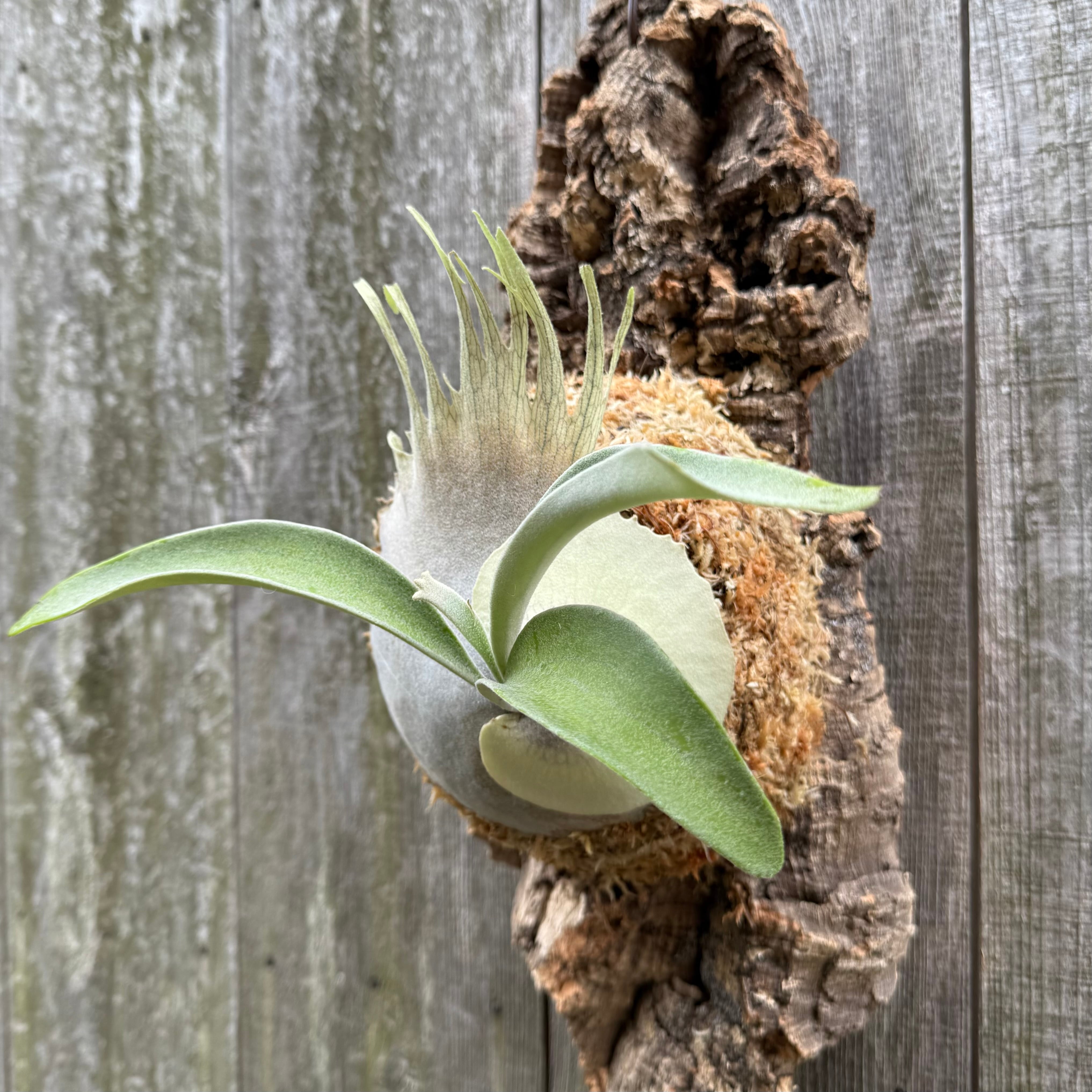 P. veitchii Auburn river | naturefix