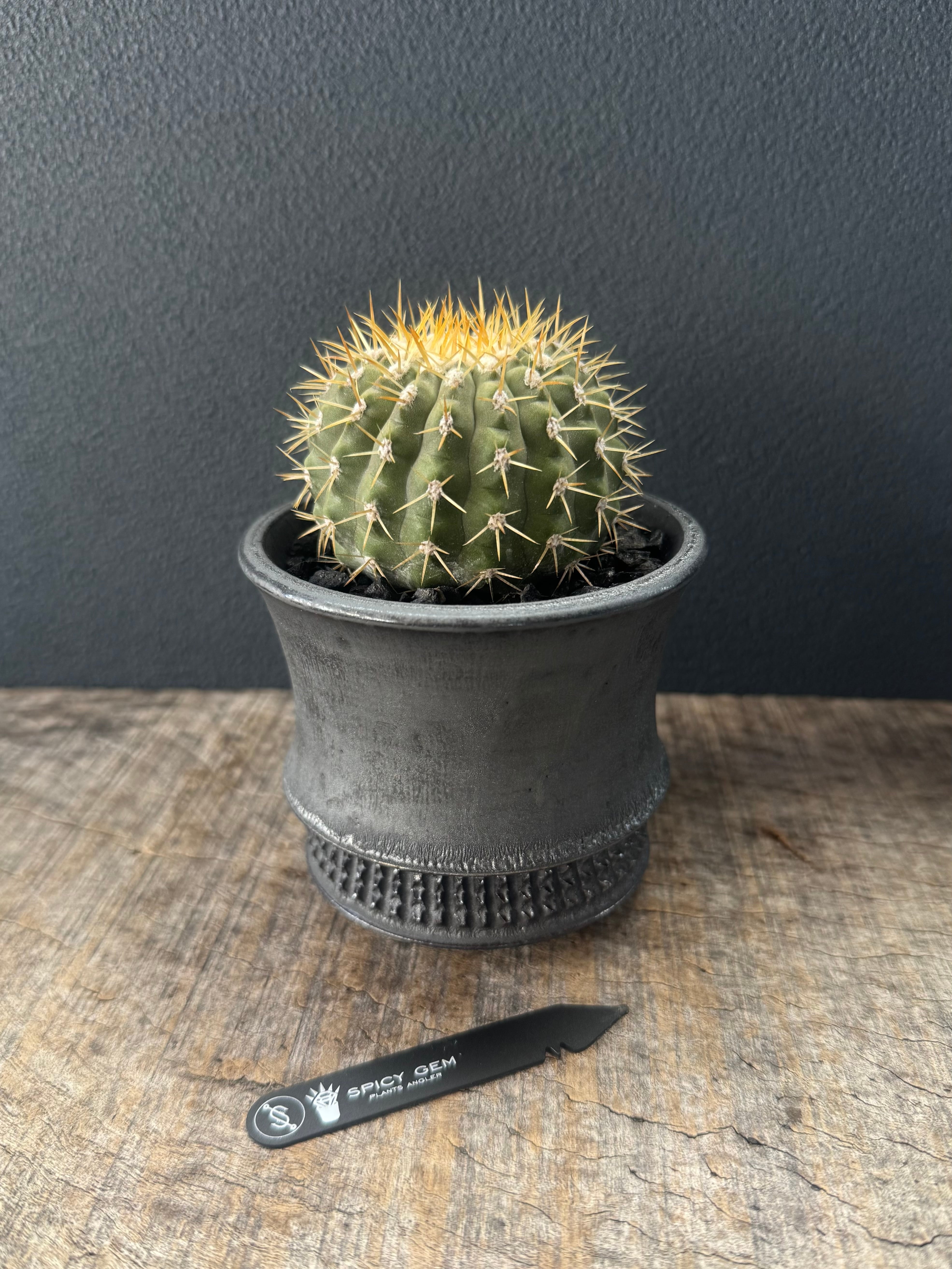 spicygem studs cylinder 植木鉢 鉢 brass spicygem スパイシージェム