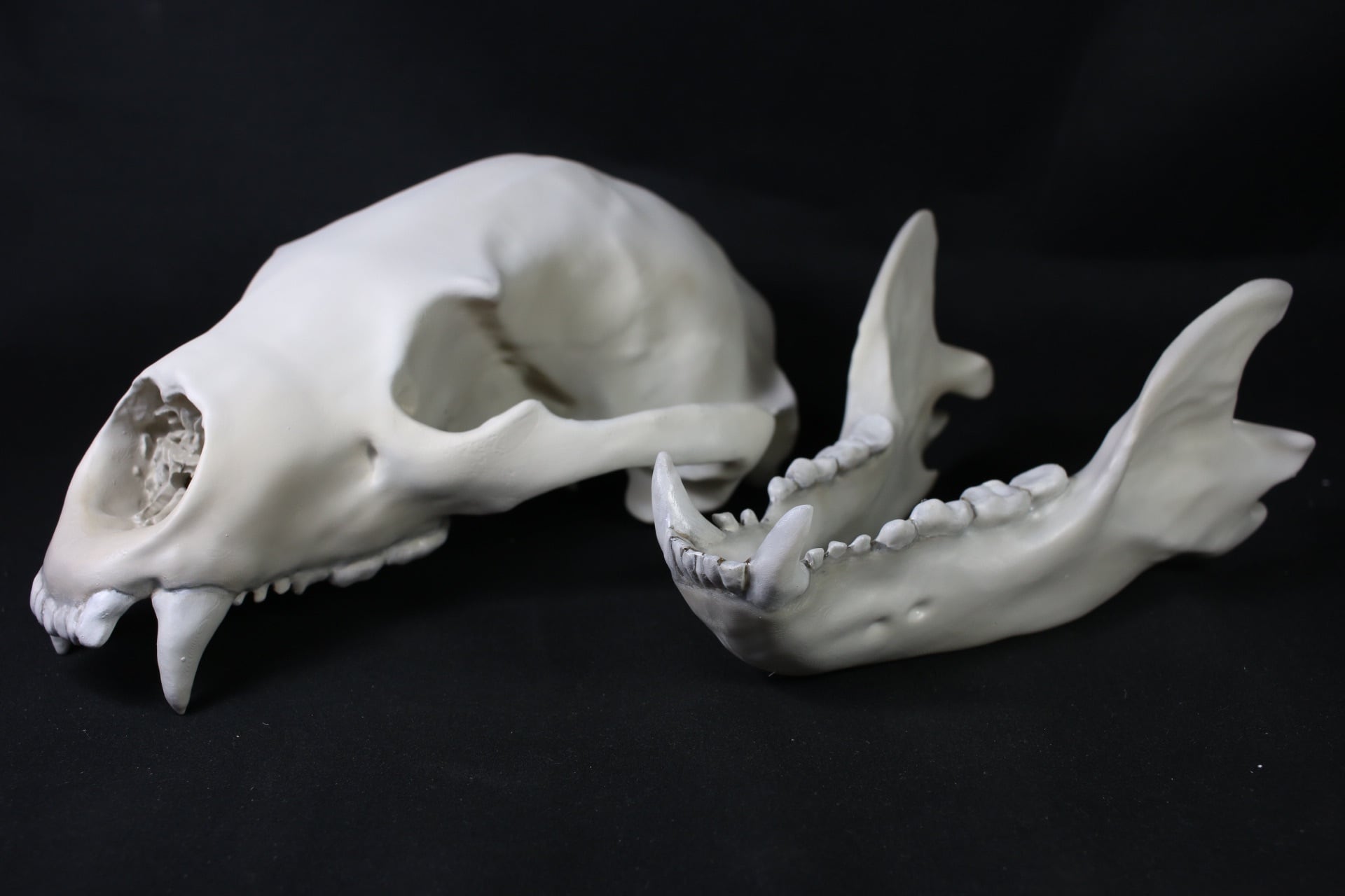 ツキノワグマ 原寸大頭骨レプリカ | アンフィ合同会社