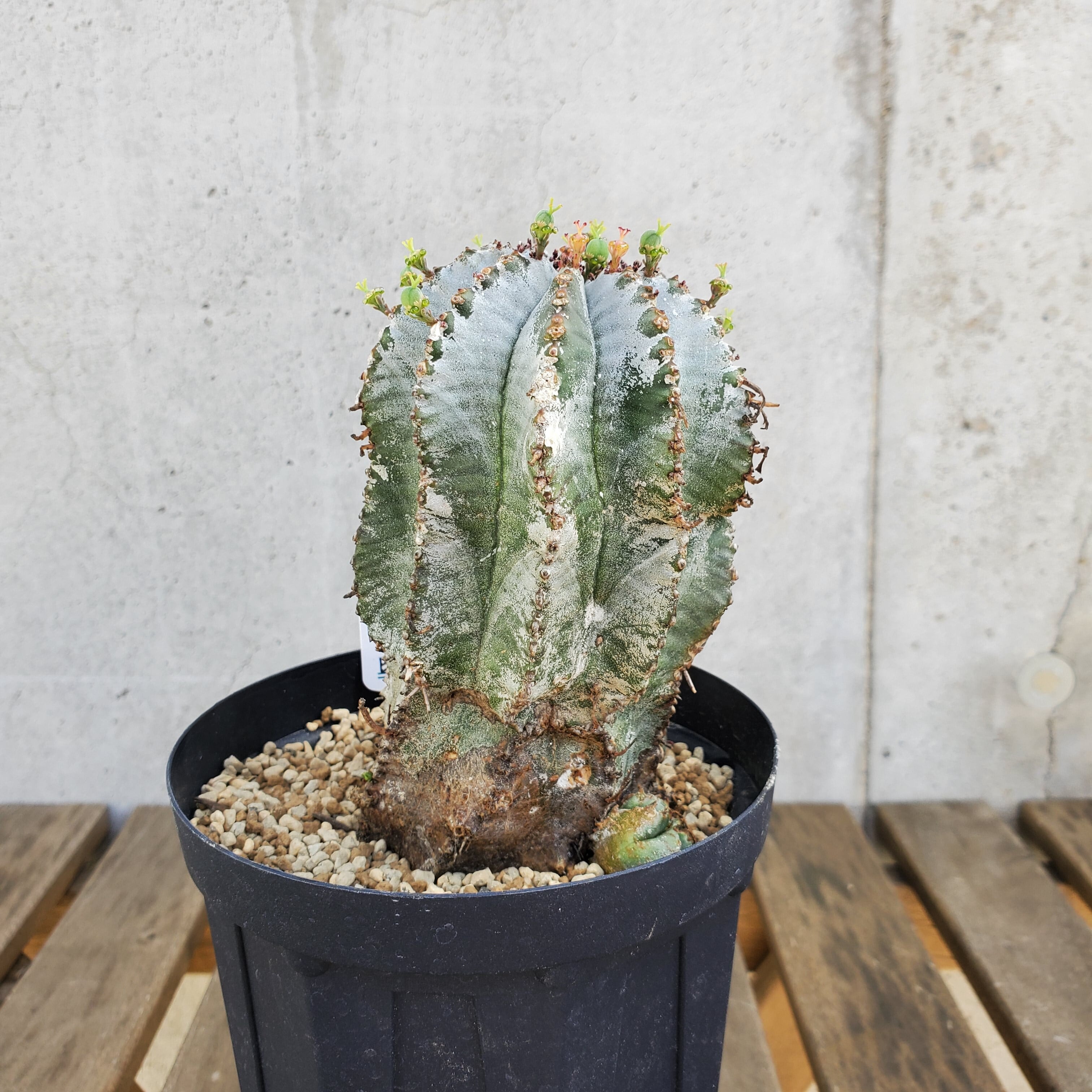 白衣タイプ①】 子株付き メス株 Euphorbia horrida ユーフォルビア