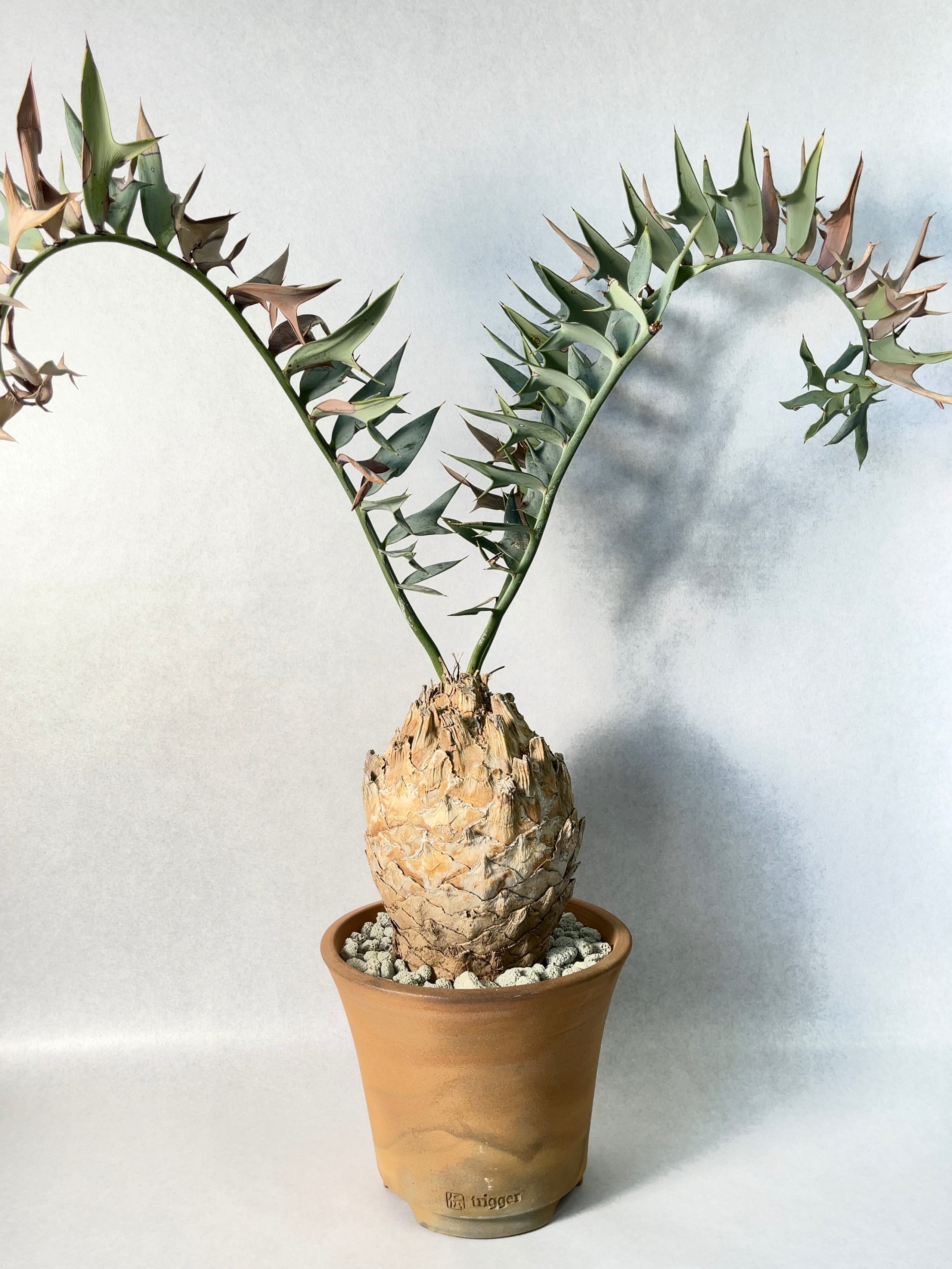 エンセファラルトス・ホリダス | trigger