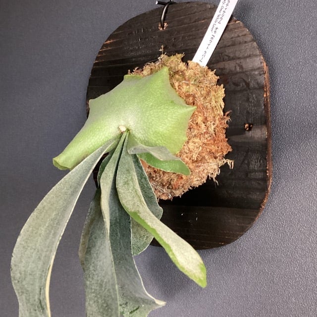 おしゃれ オシャレなインテリア】ビカクシダ omo ホワイトラバー