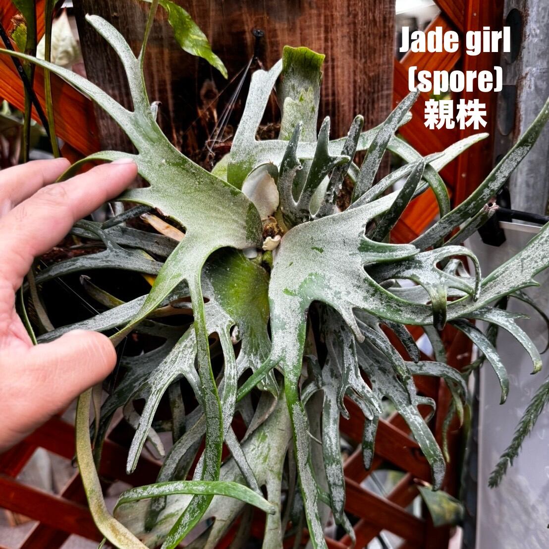 クリアランス】ビカクシダ ジェイドガール P. willinckii 'Jade Girl