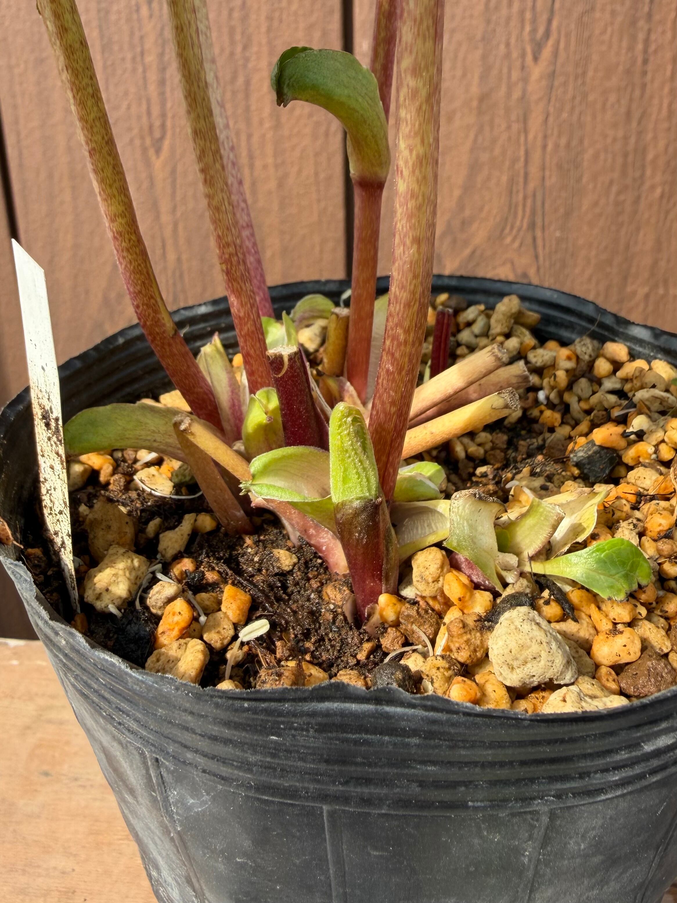 プリマ系ピンクグラデーション 加藤農園 クリスマスローズ【Ka03】送料