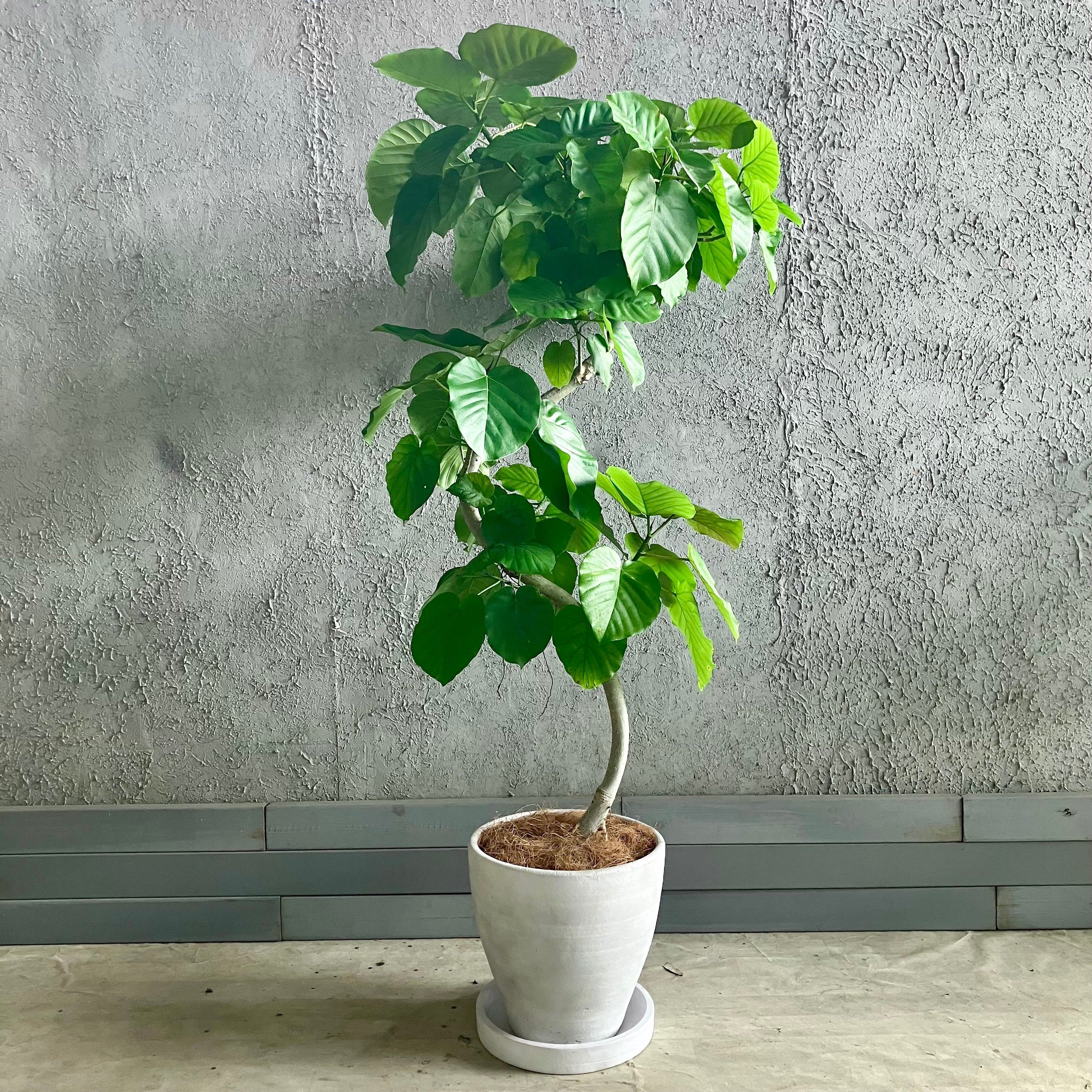 大型 美形 曲がり仕立て フィカス ウンベラータ テラコッタ鉢植え