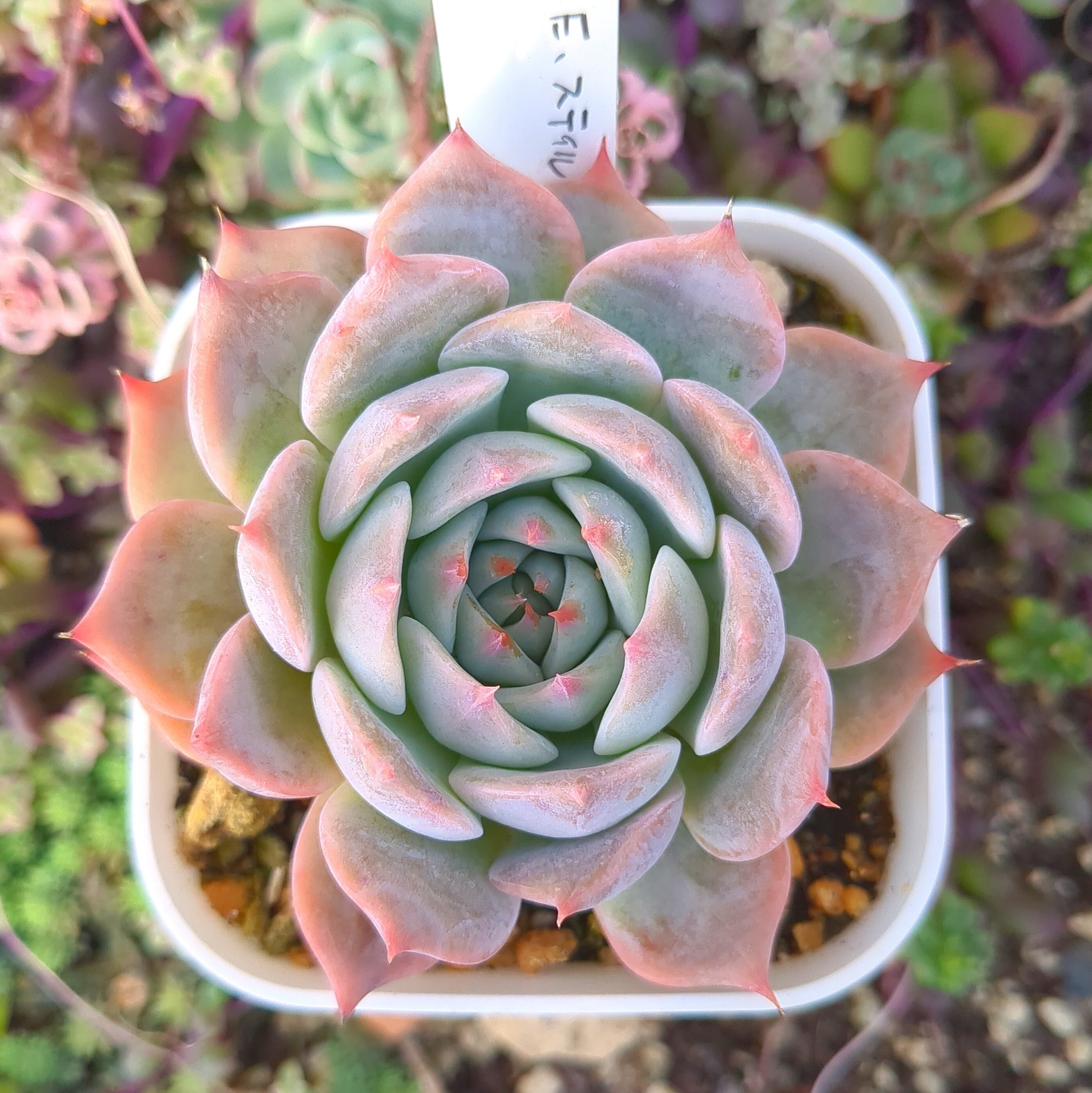 エケベリア スティルハート（抜き苗） | 多肉植物のネットショップ ST Farm