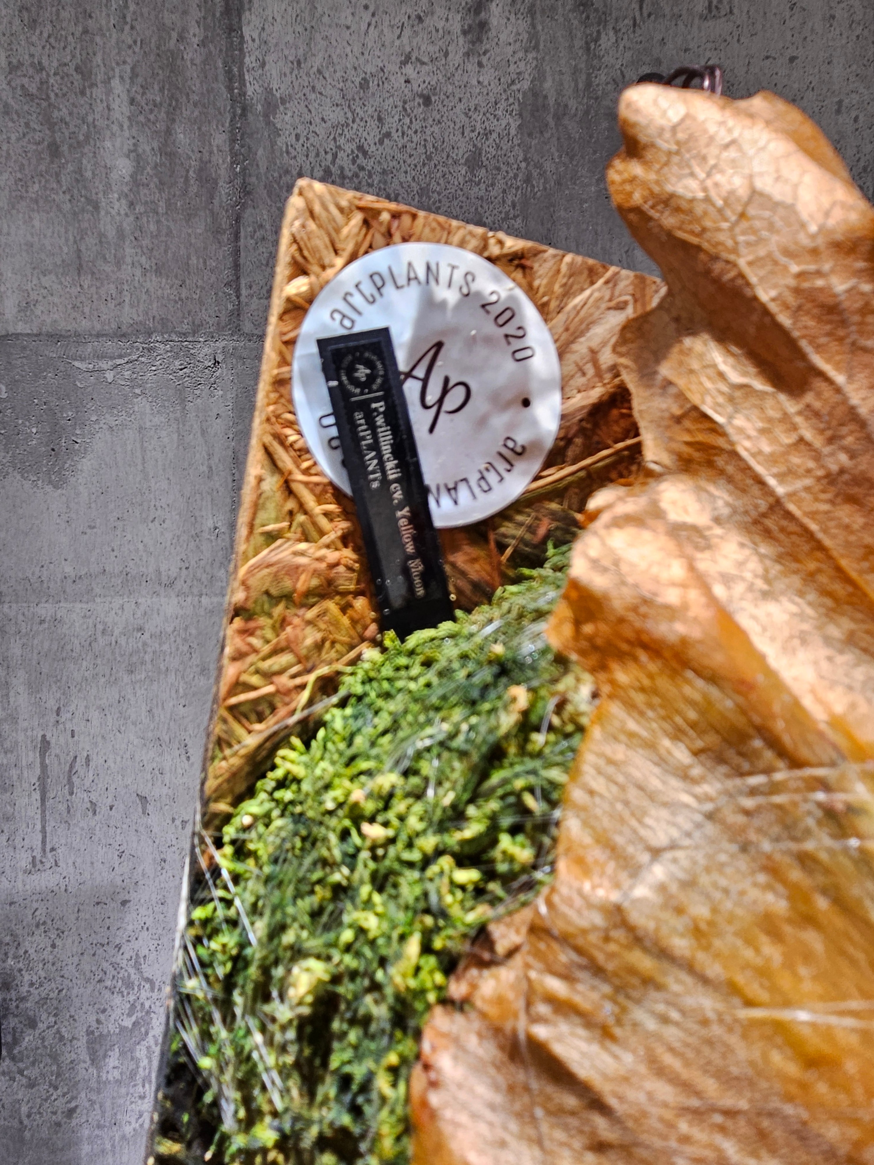 P.Willinckii cv. Yellow Moon(Pup) 【artPLANTs/PLANTS GARAGE