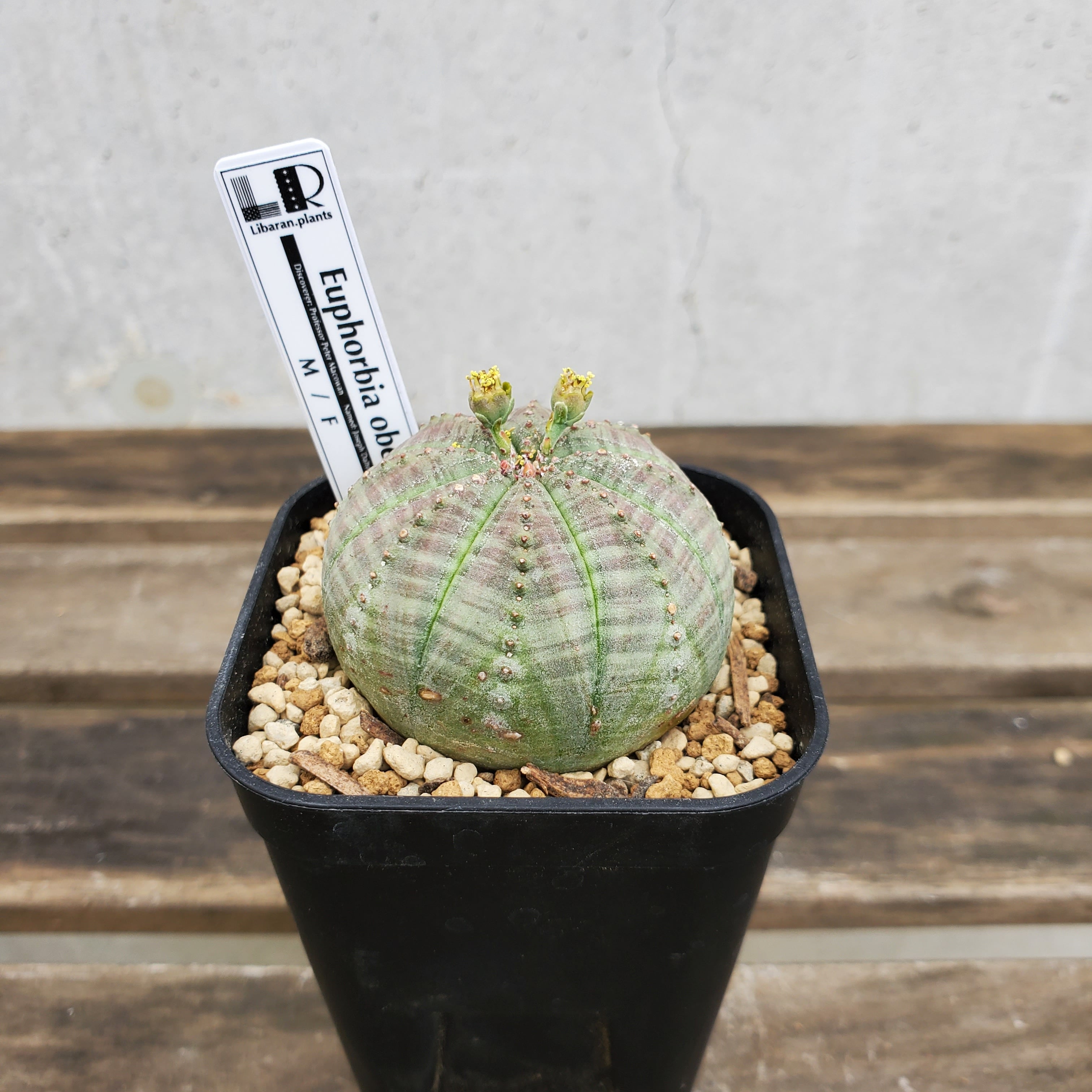イタリア実生株】オス Euphorbia obesa ユーフォルビア オベサ