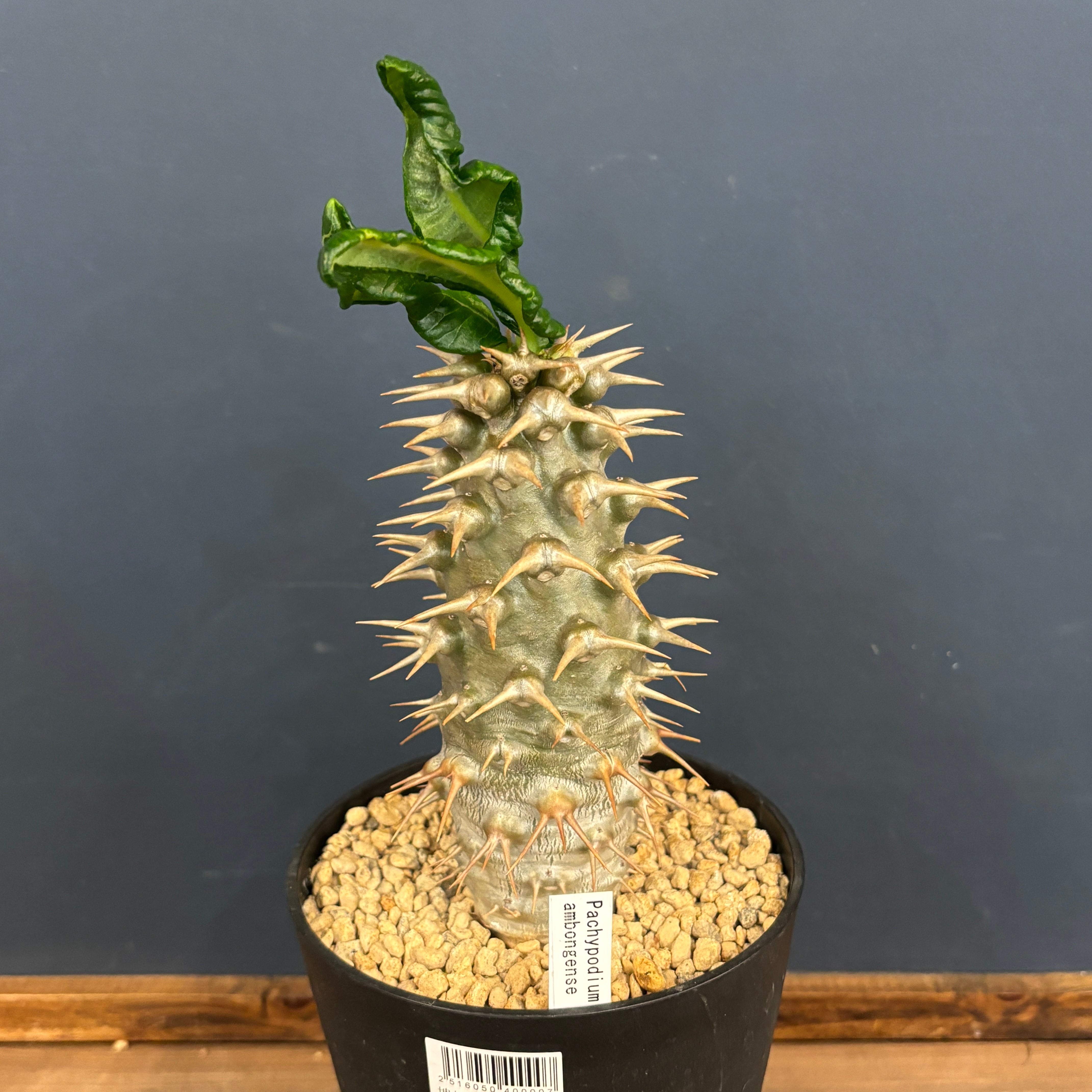 クリアランス】パキポディウム アンボンゲンセ【938】 | PROTOLEAF