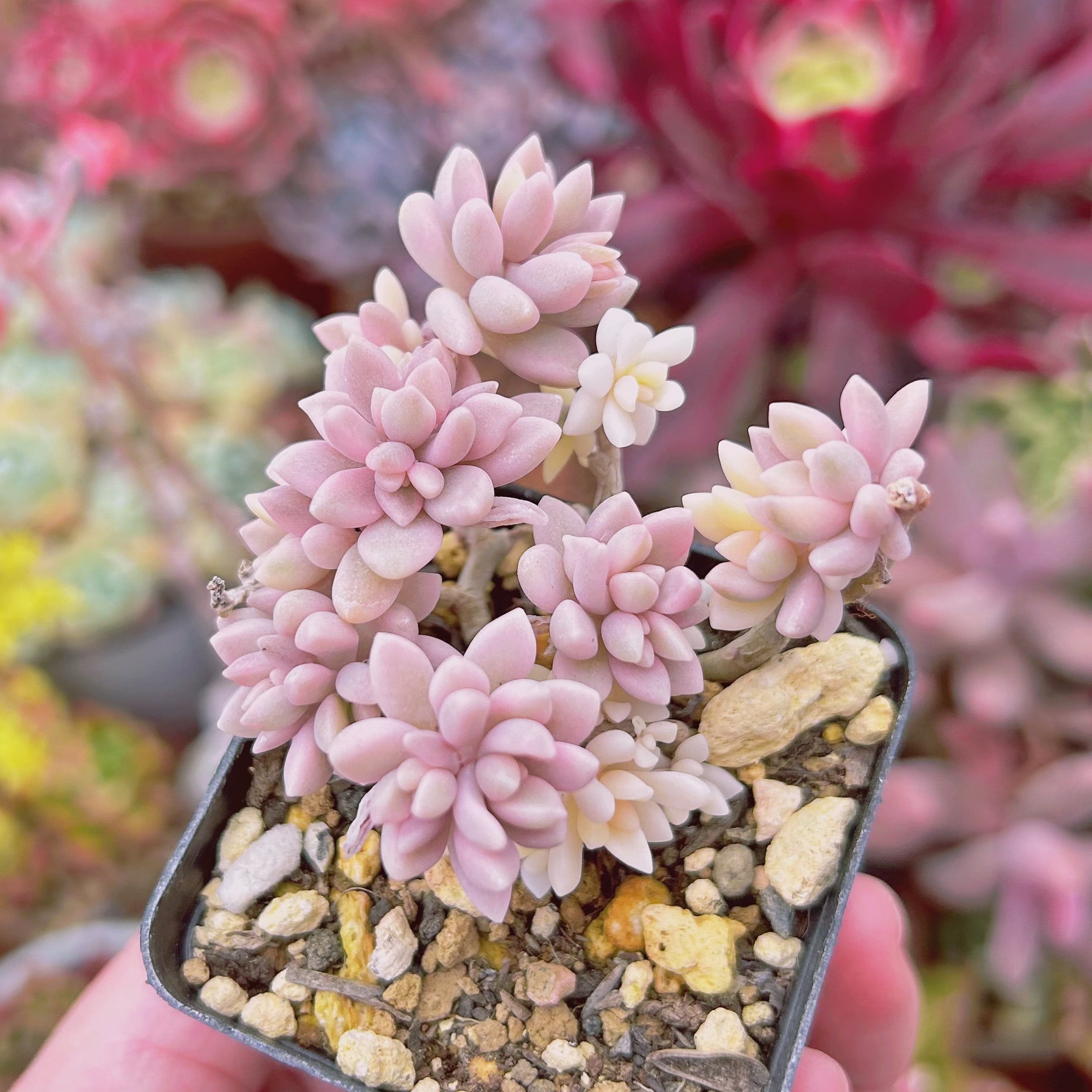 2a78bff5905e8bc461f84379a38e4a