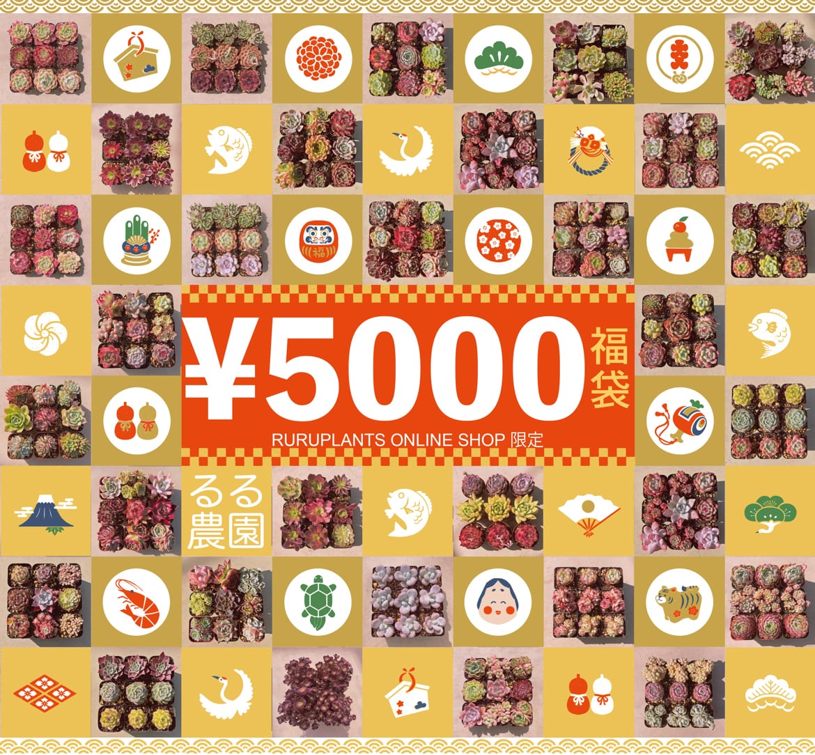 ❣️るる農園2026福袋❣️5千円 | るる農園~多肉植物専門