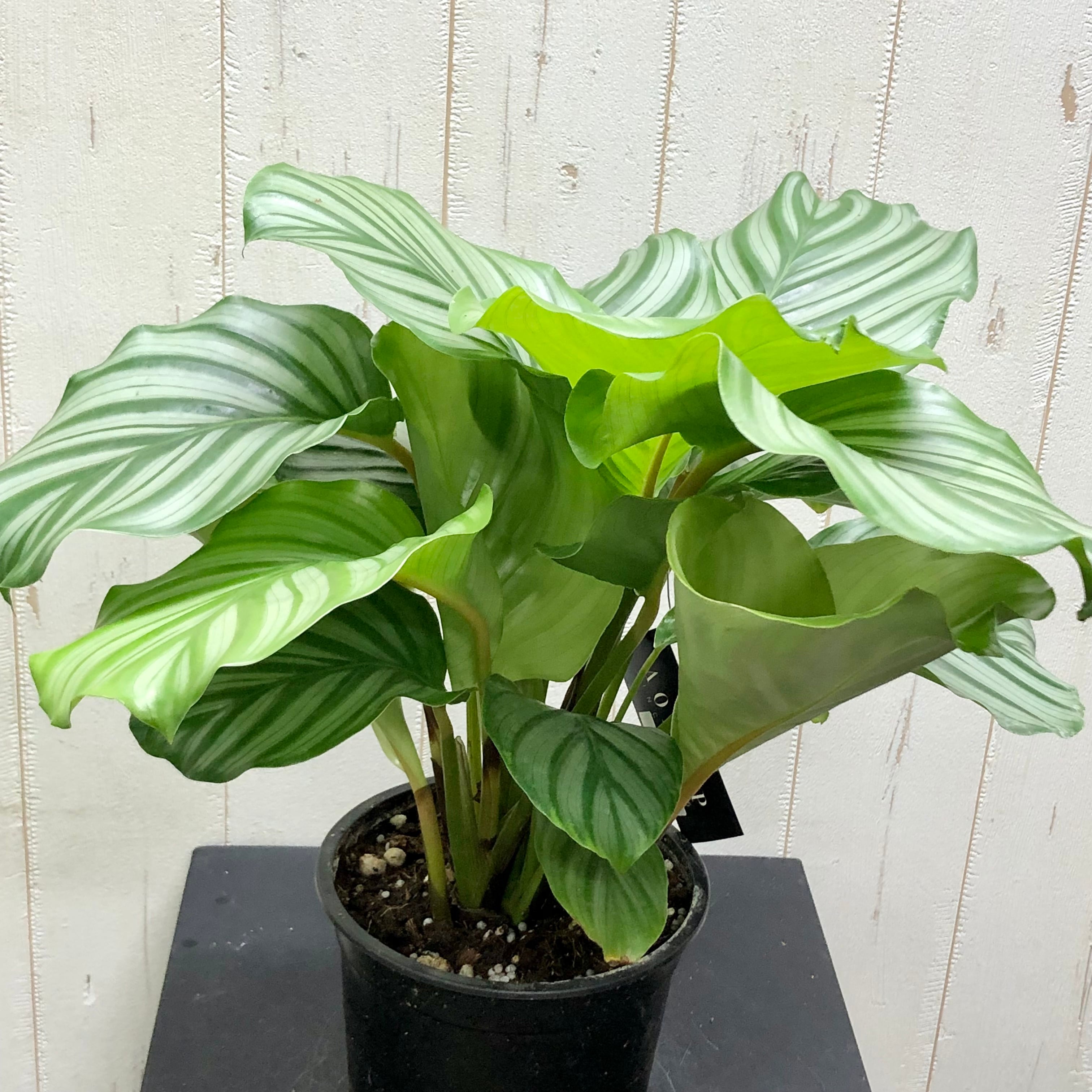 株立ち きれいな葉っぱ カラテア オービフォリア 5号鉢 | PLANTS SHOP